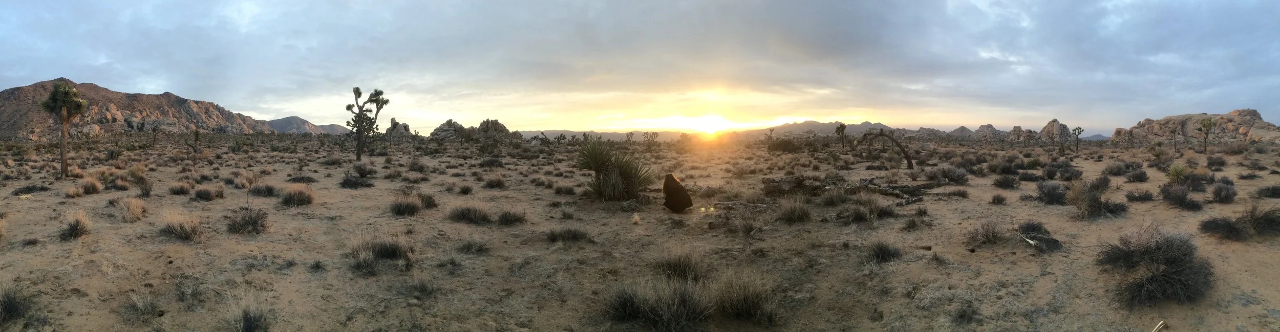 Joshua Tree