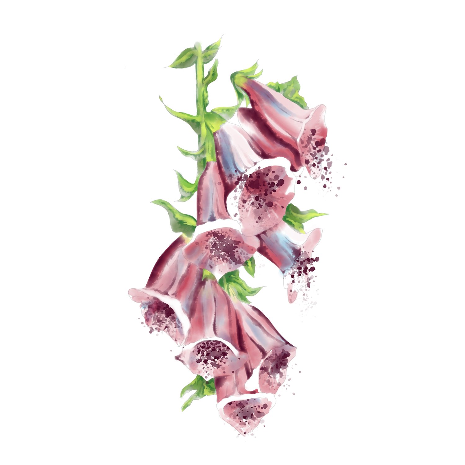 Tracing Our Roots: Digitalis 