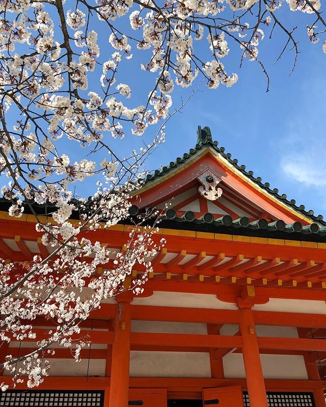 Kyoto spring
.
.
.
.
.
.
.
.
.
#wmwtravels #kyoto #traveltuesday #japan #travel #spring #wanderlust #sakura #cherryblossoms #tlpicks #huffpostgram #nytimestravel #bbctravel #culturetrip #iamatraveler #mytinyatlas #pursuepretty #beautiful #instagood #