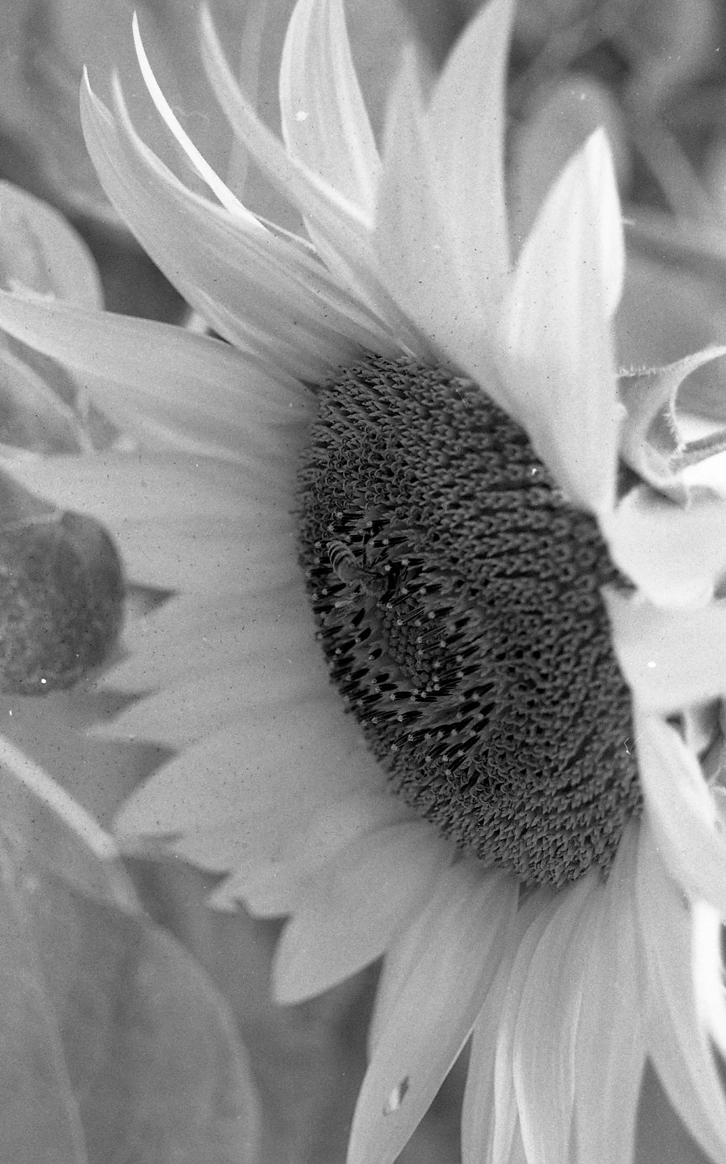 little bee. 35mm.