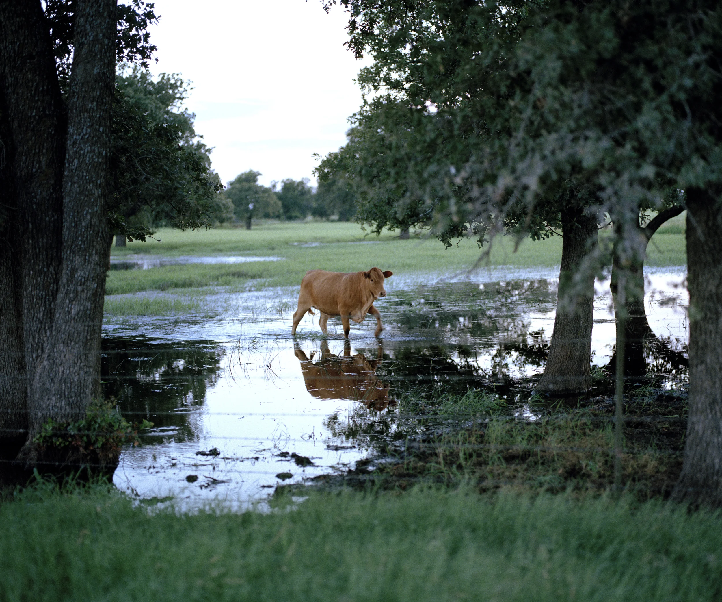 WaterCow 001.jpg