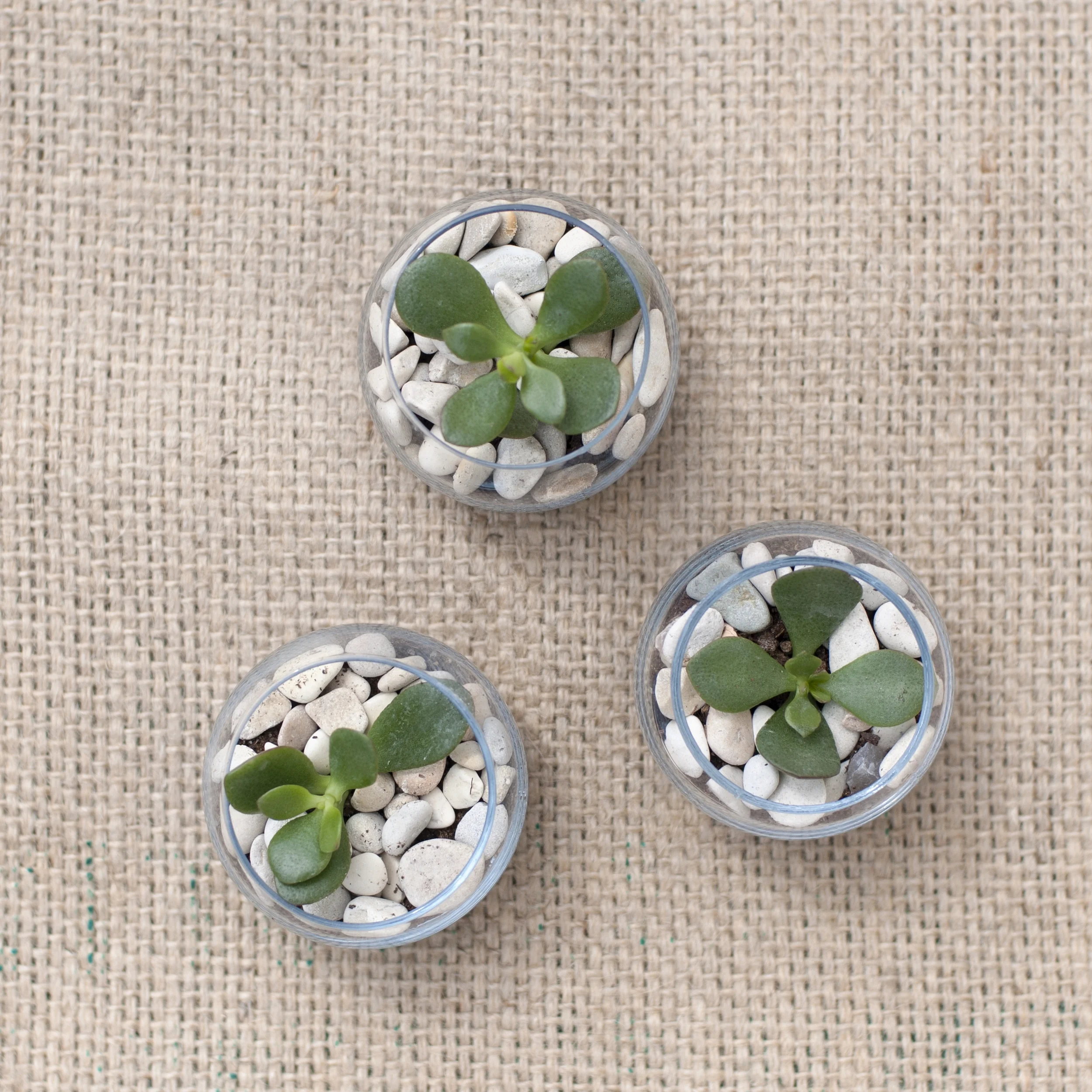 Little Suckers These little terrariums are only 8cm wide and are perfect for kid's bedrooms or maybe your desk. There is always something going on in there whether it's feeding time for dinosaurs or a shoot out in the wild west, we hope they spark your imagination. $10