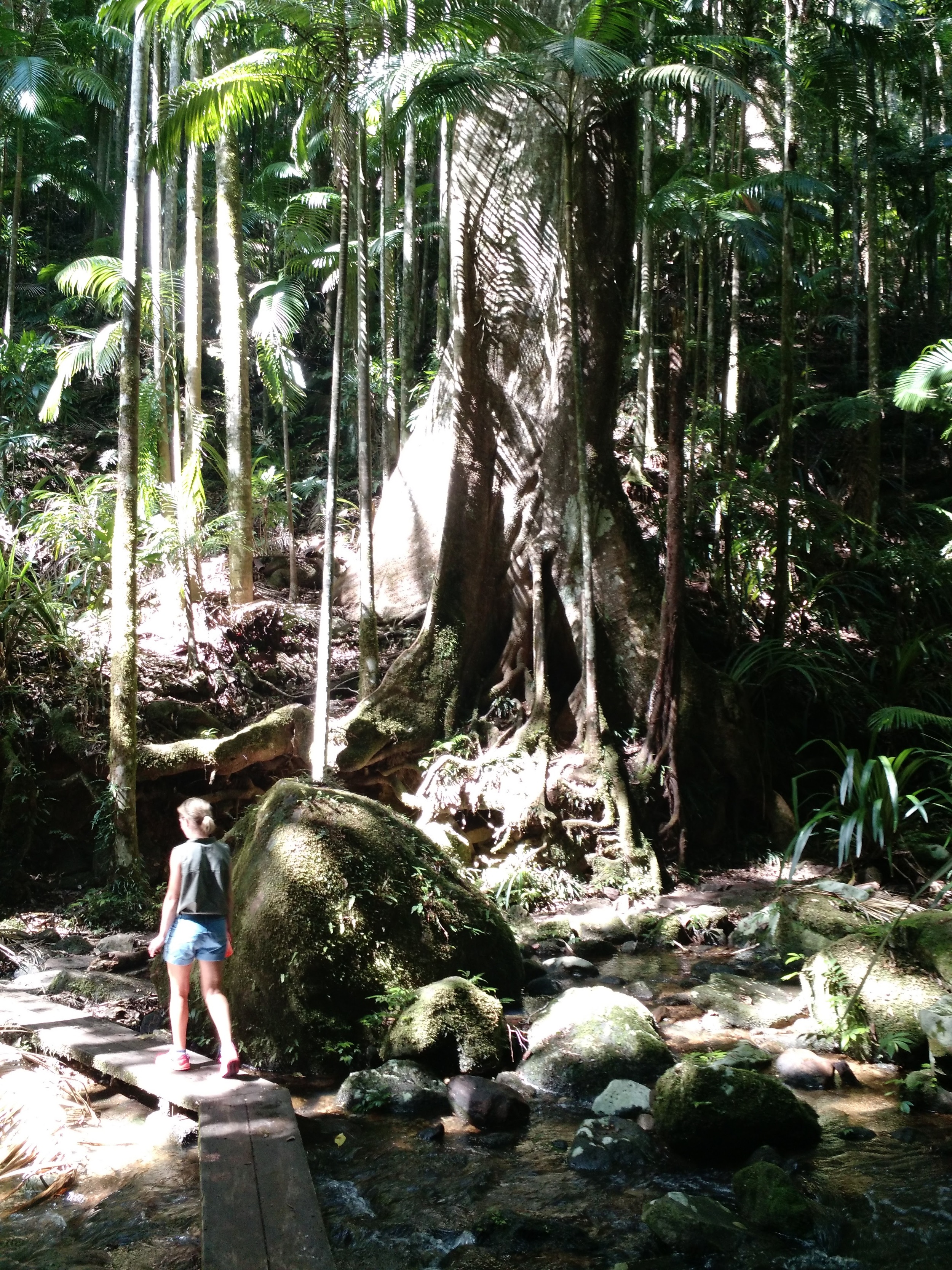 A big tree near The Channon