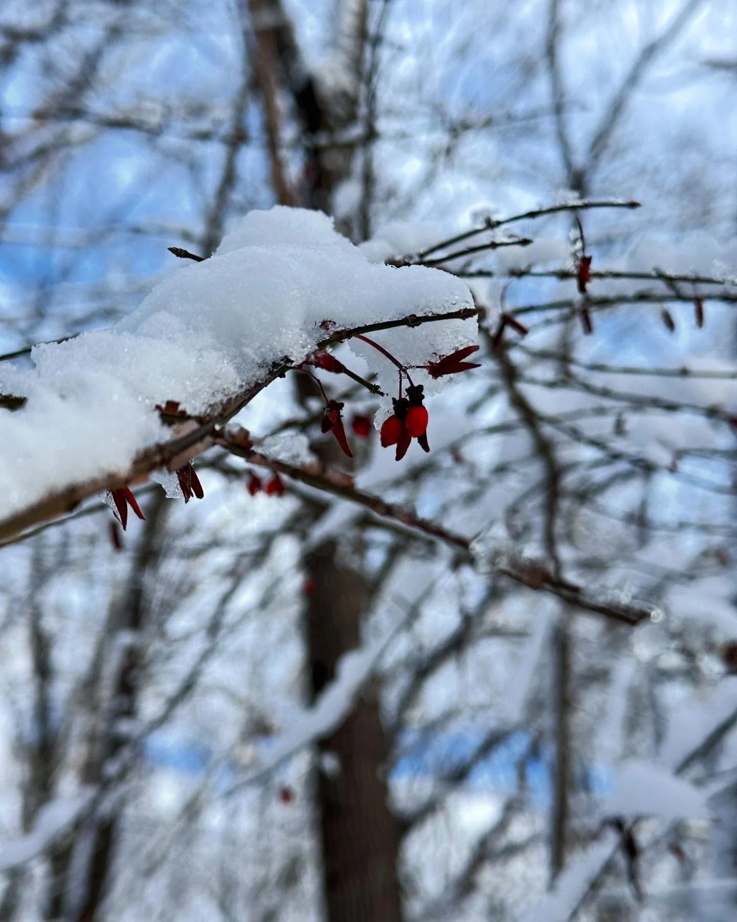 I love a winter wonderland! 
#snowday