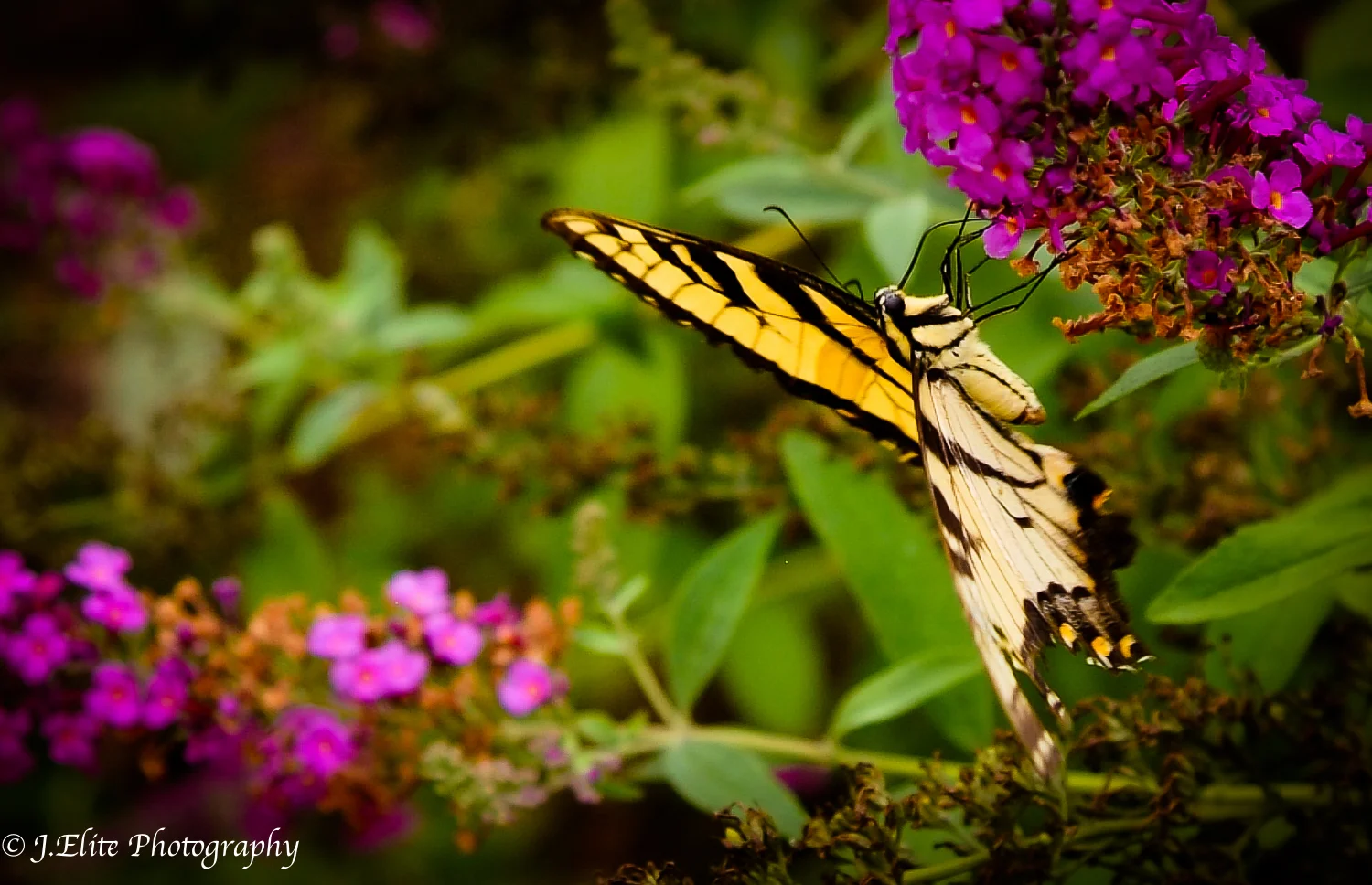 DSCF5614.jpg