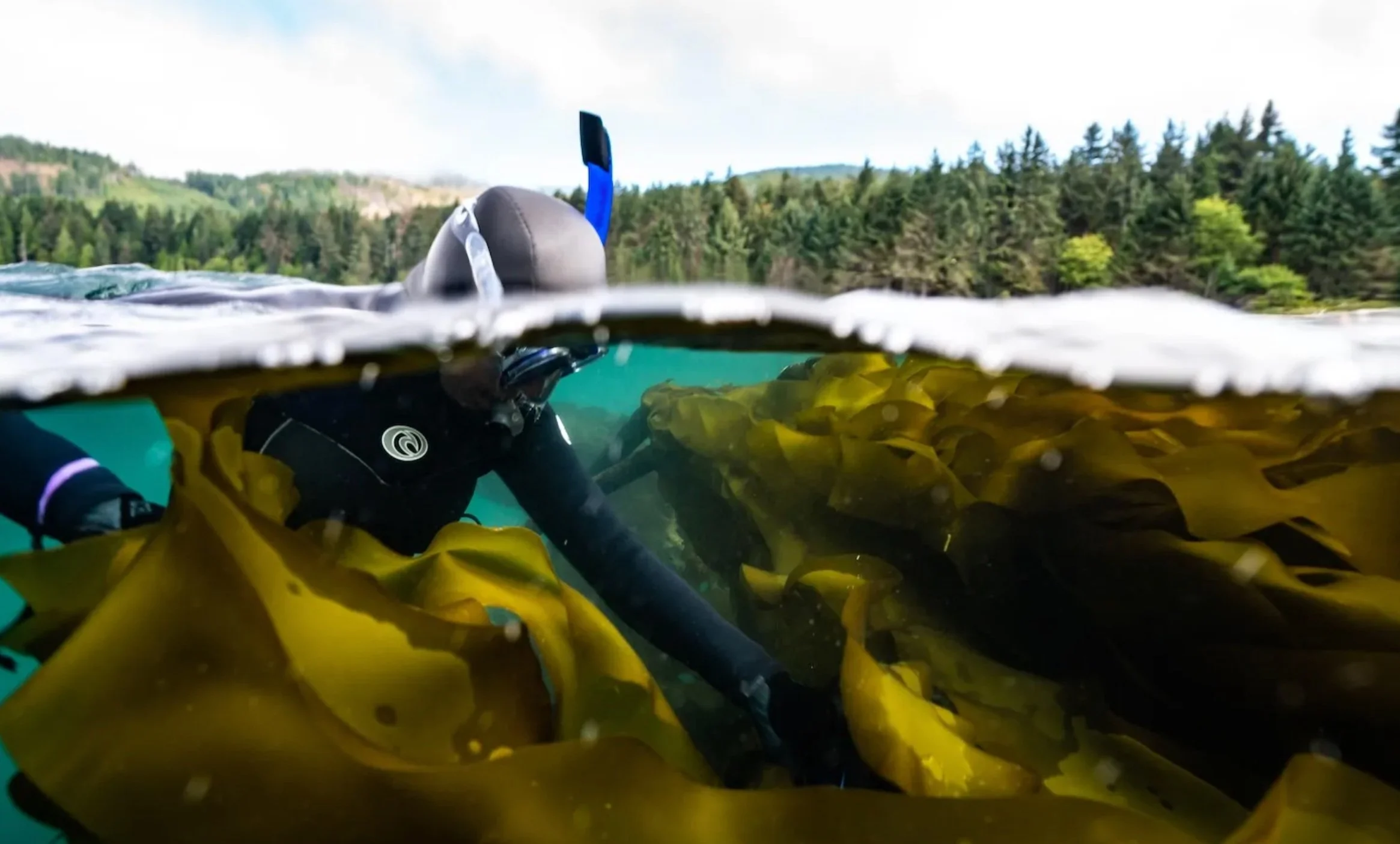 The Kelp Business Is Booming. Can Regulators Keep Up?