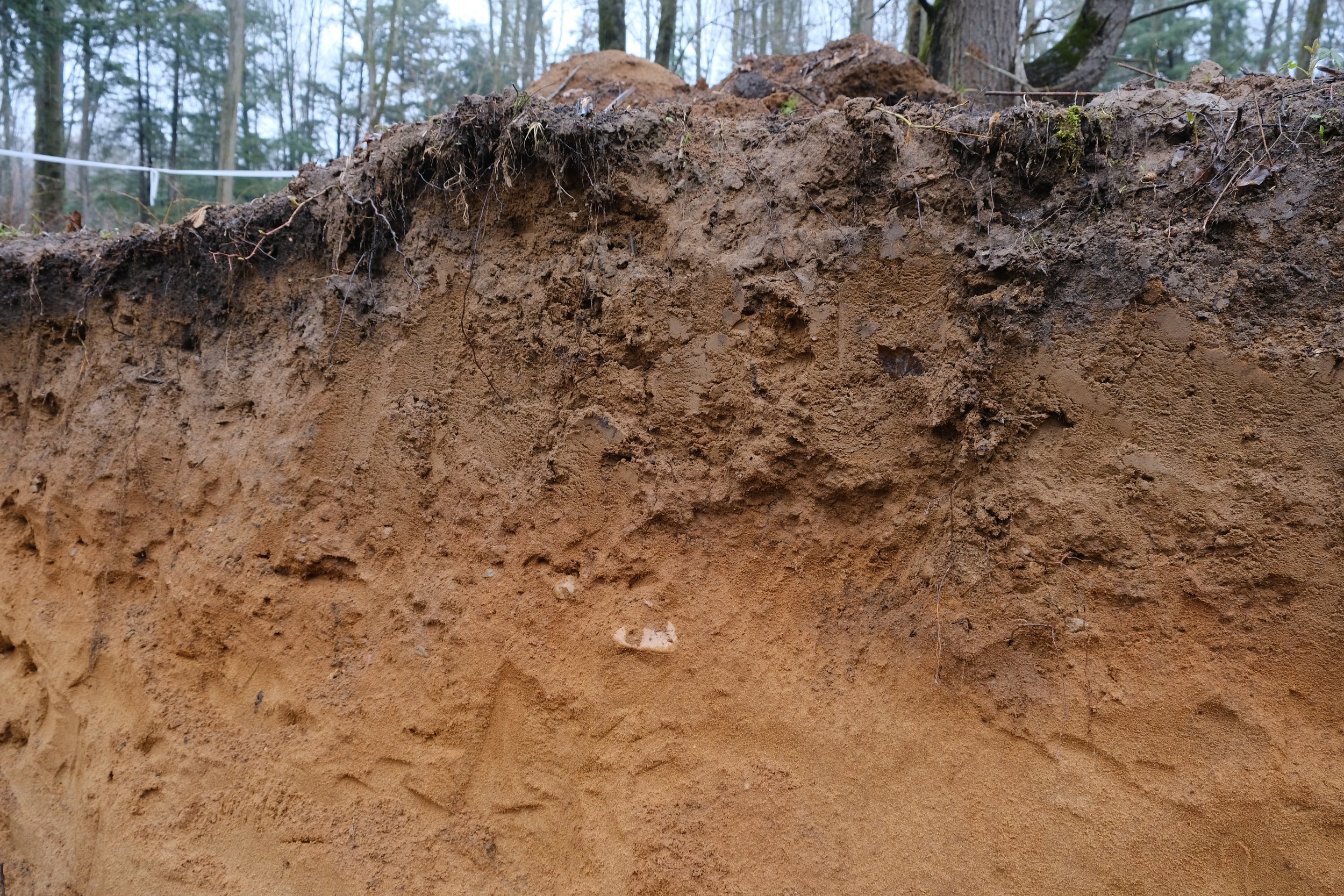 Deep Soils Could Hold Keys to Climate Resilience