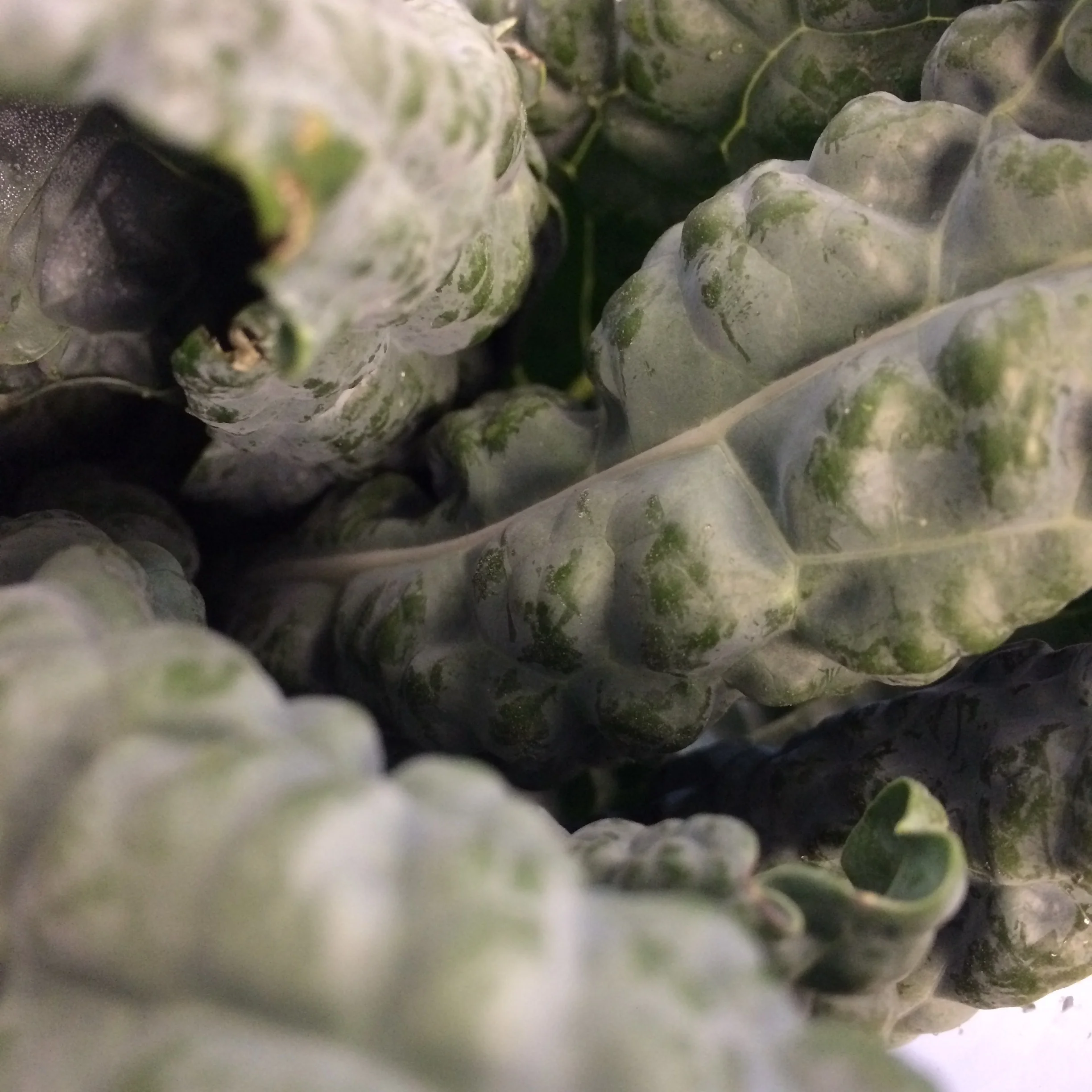 Black Kale