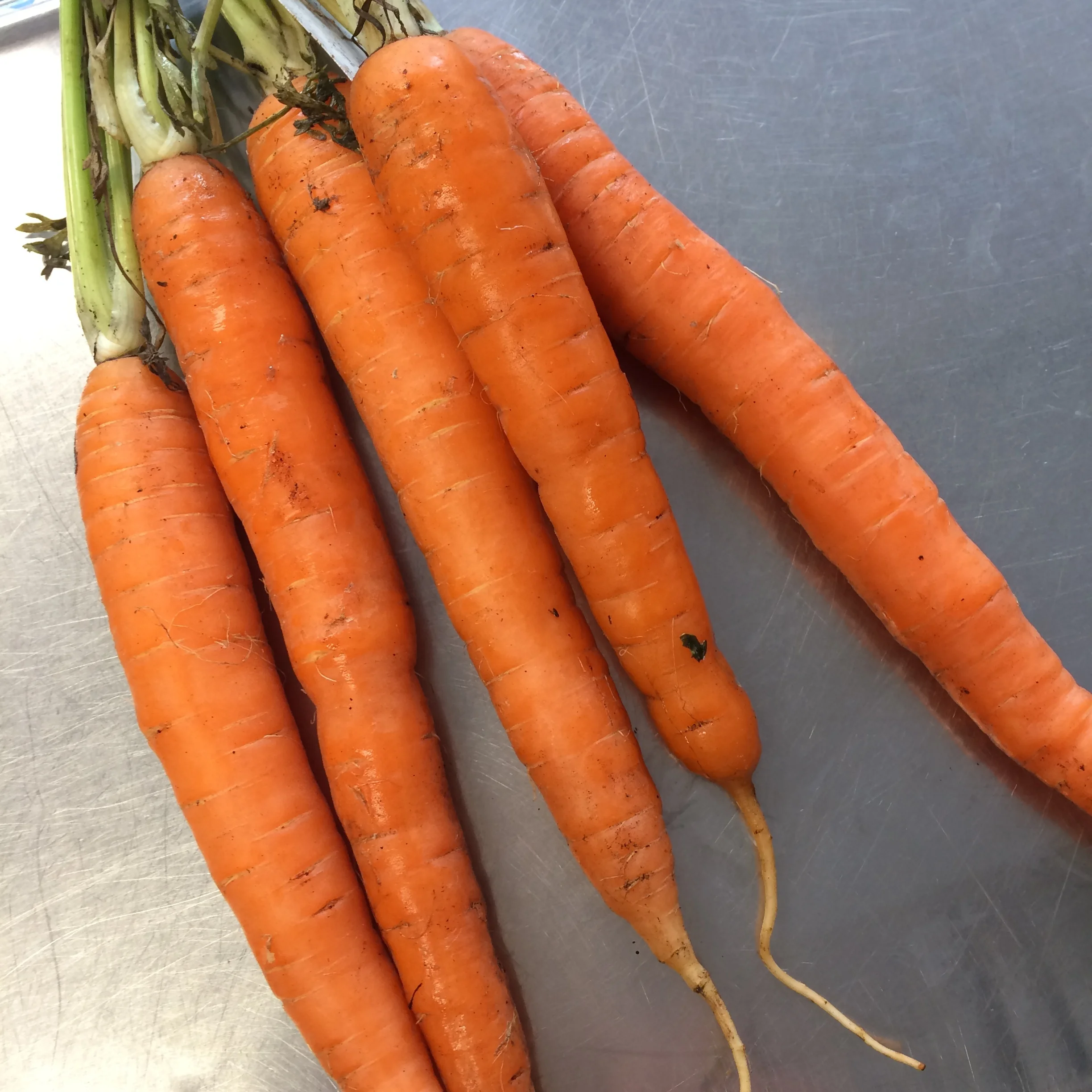 Carrots