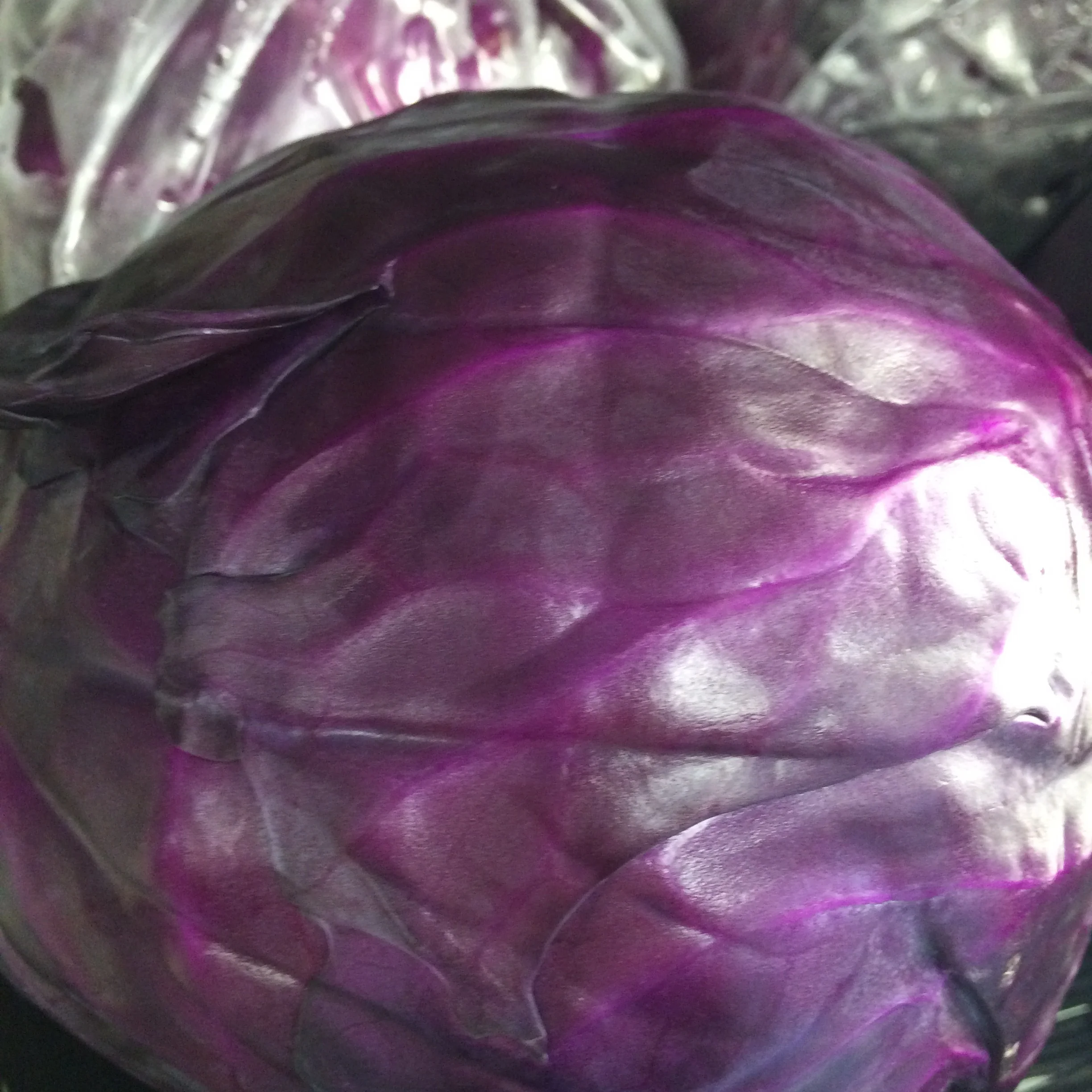 Red Cabbage