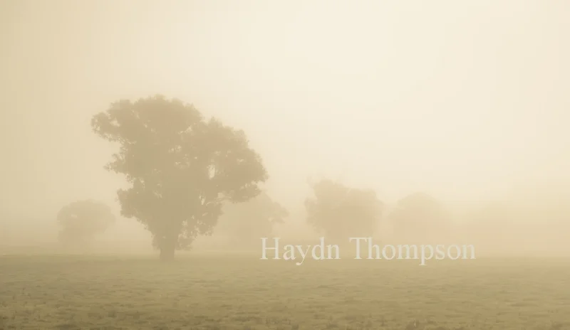 Field of Mist.jpg