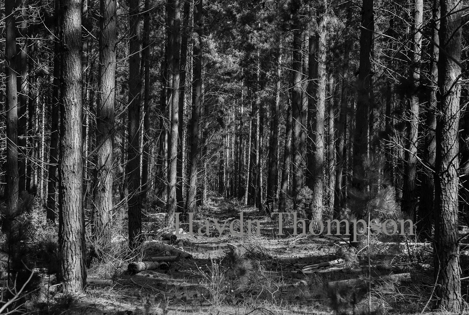 Lost in Pine (Small Size).jpg