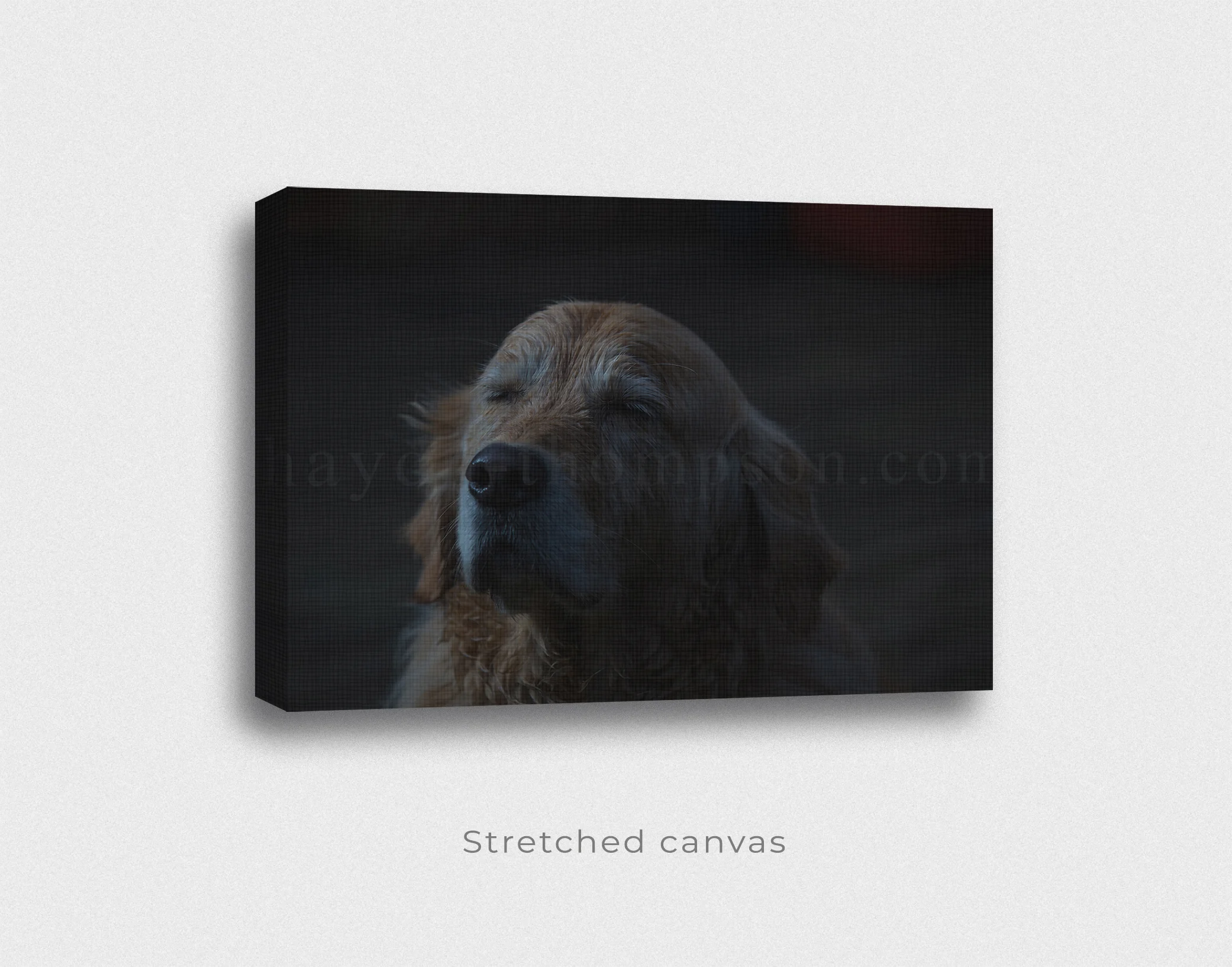 Blissful Barney - Perspective canvas & shadow.jpg