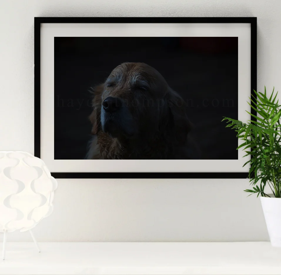 Photo Frame (Blissful Barney - BLACK).jpg