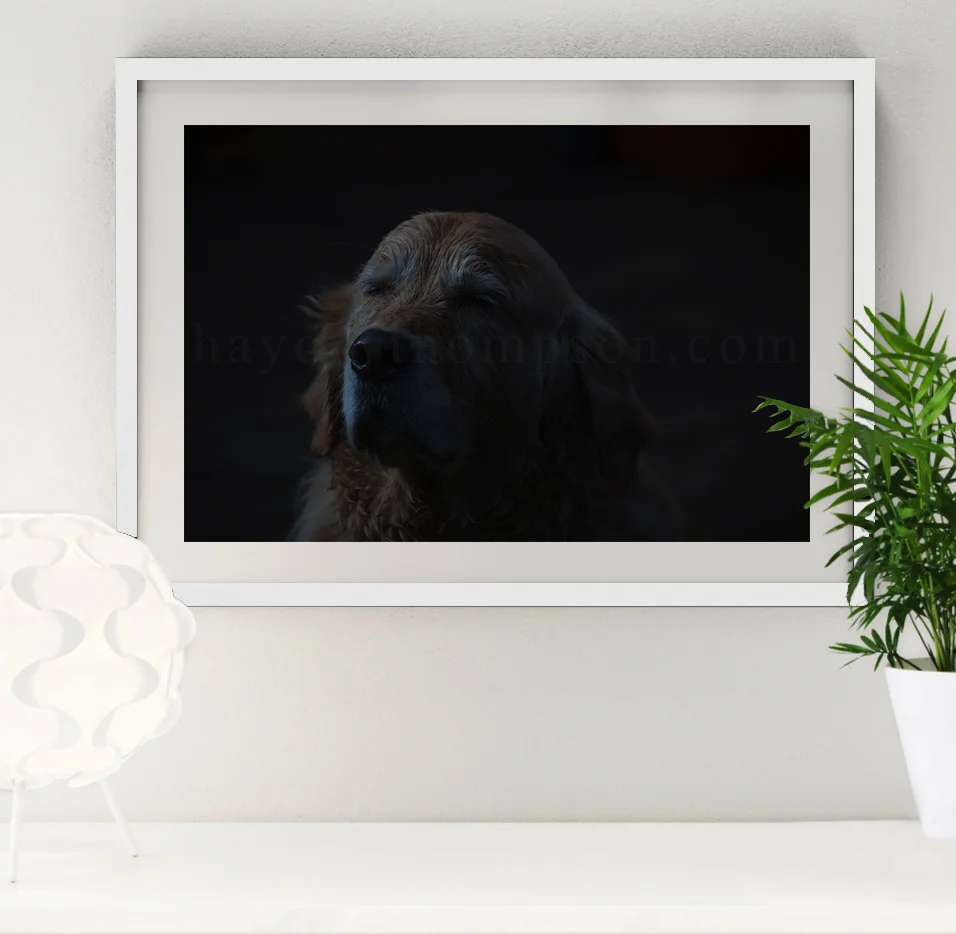 Photo Frame (Blissful Barney - WHITE).jpg