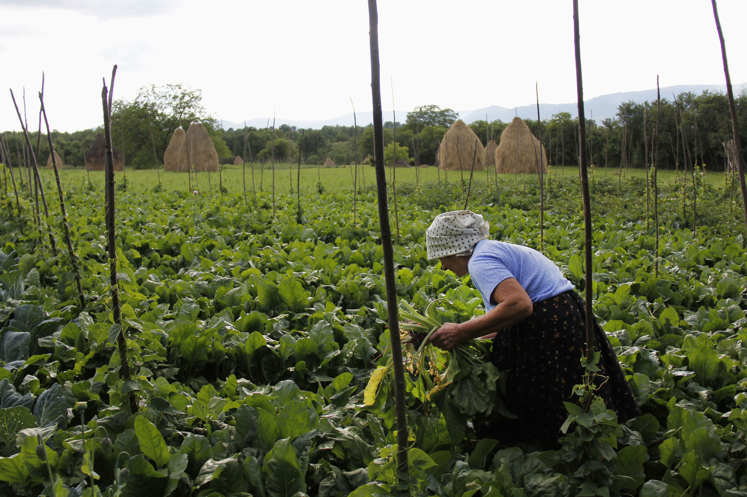 Illiana Bladea, Marii's maternal grandmother, picks vegetables in their field behind their house. These vegetables will be used to feed the pigs later on.