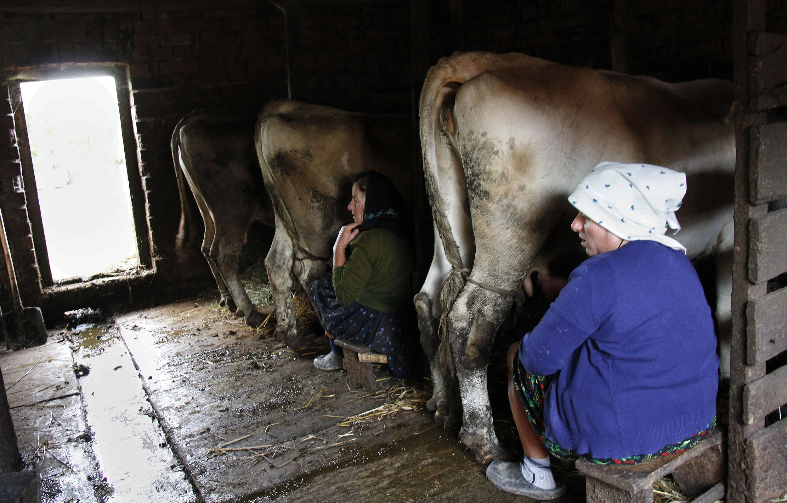  Viorica and Iliana milk the cows. This is one chore that Marii is not as familiar with, spending as her mother and grandmother have her spend most of her time cleaning the house. 