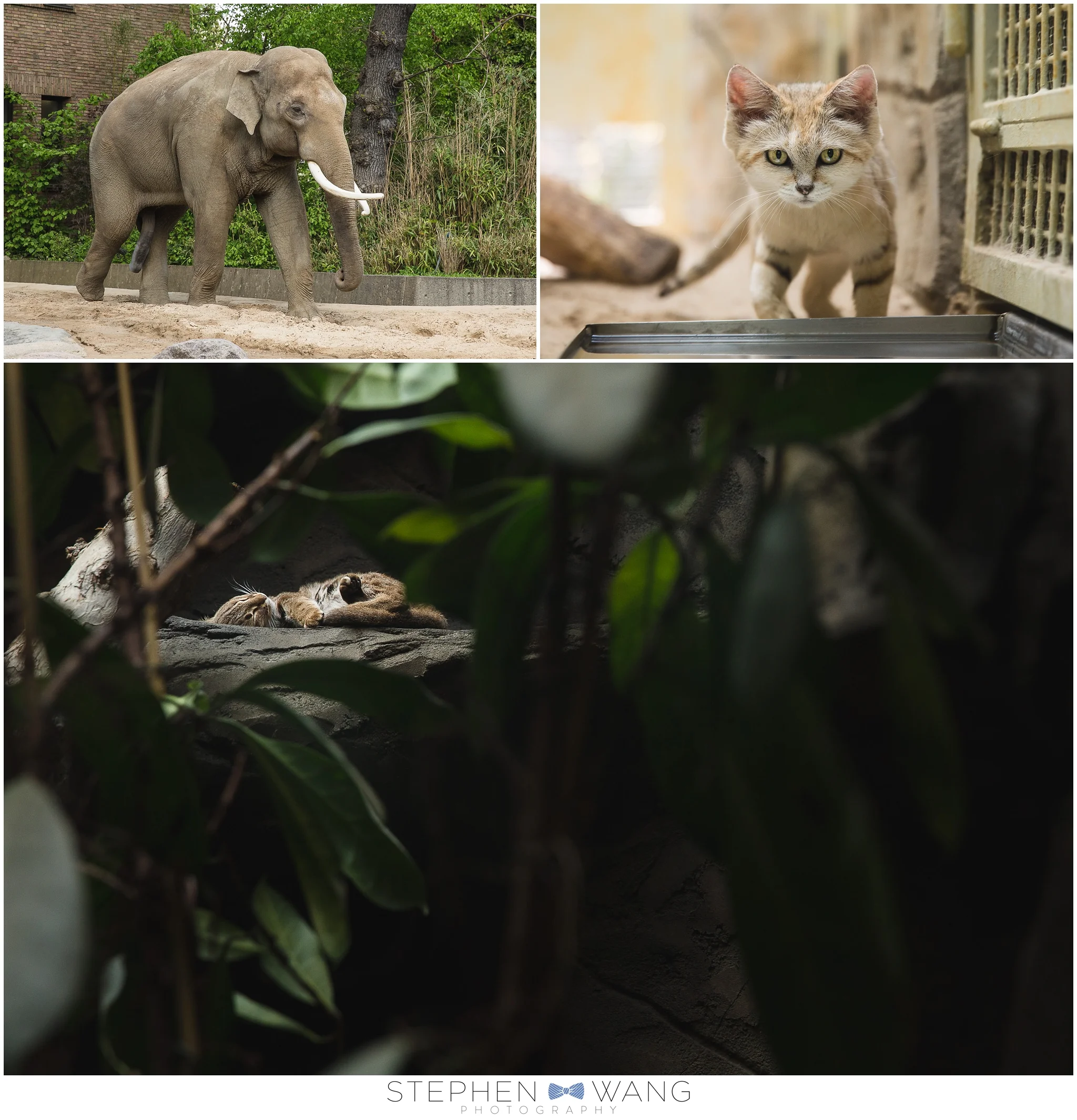 We even took in a trip to Zoo Berlin! The, um...decidedly male elephant, a sand dune cat, and a napping clouded leopard.