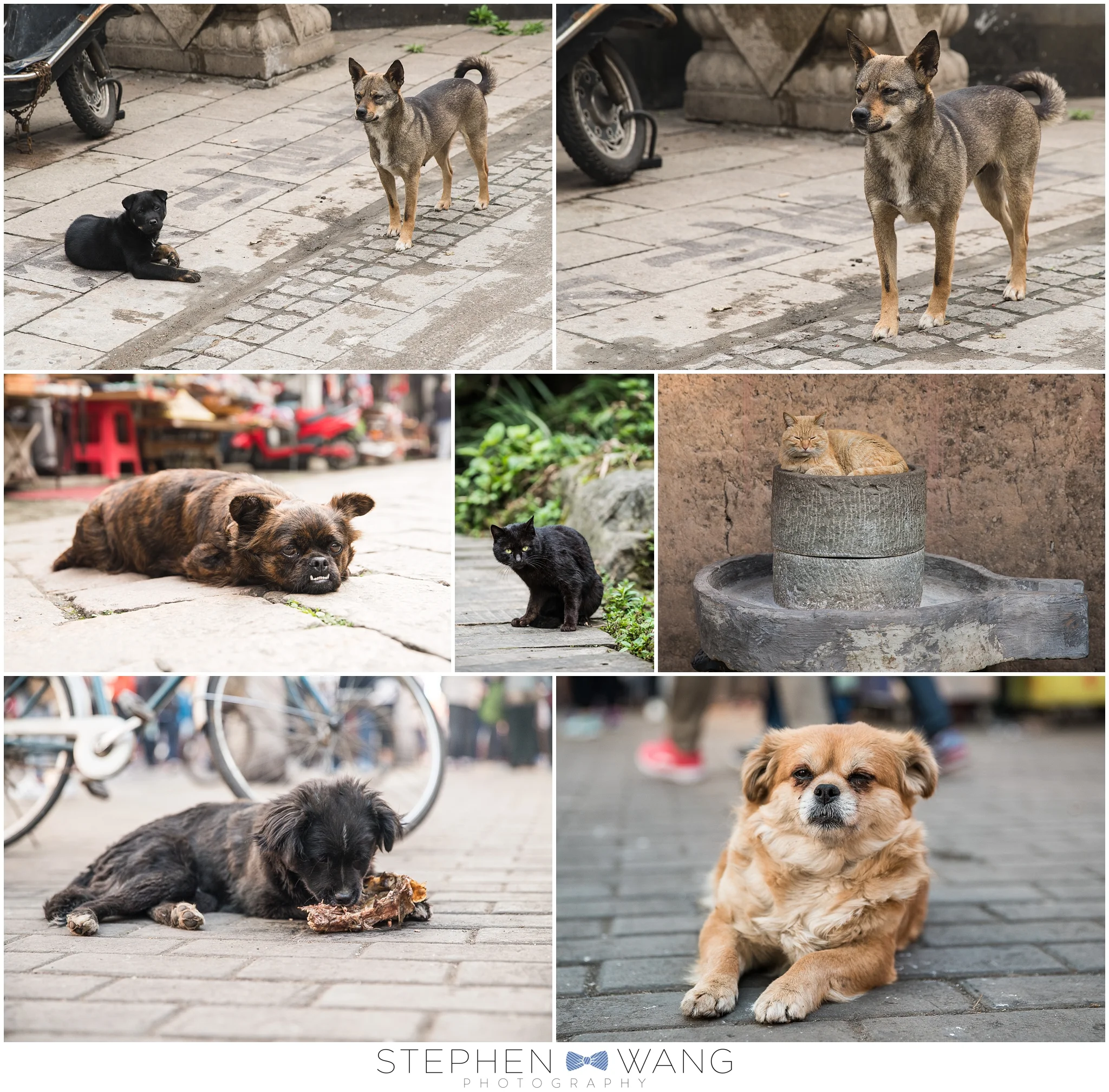 And or course, no trip would be complete without some photos of the "wildlife." Kitties and doggies abound! :)
