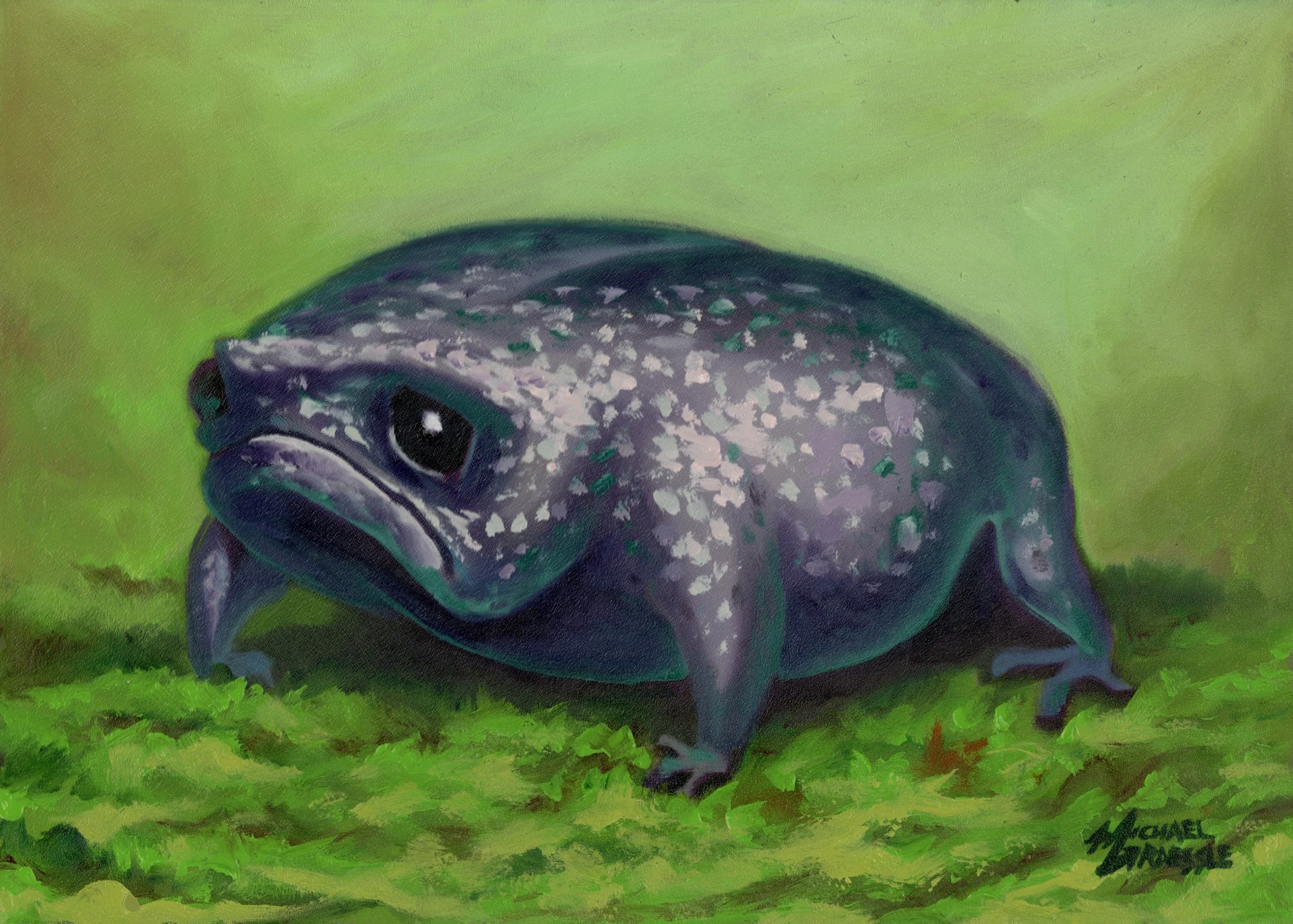 Blue Rain Frog