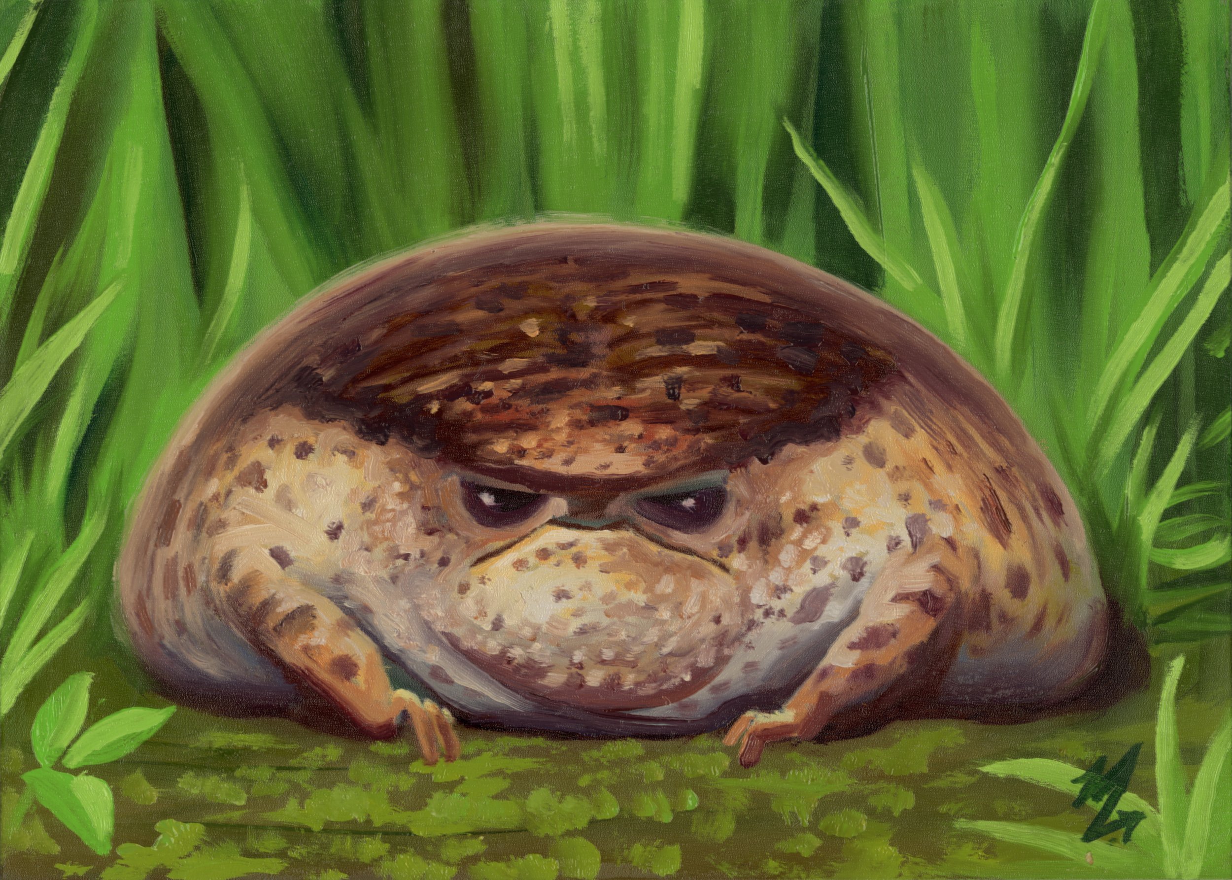 Brown Rain Frog