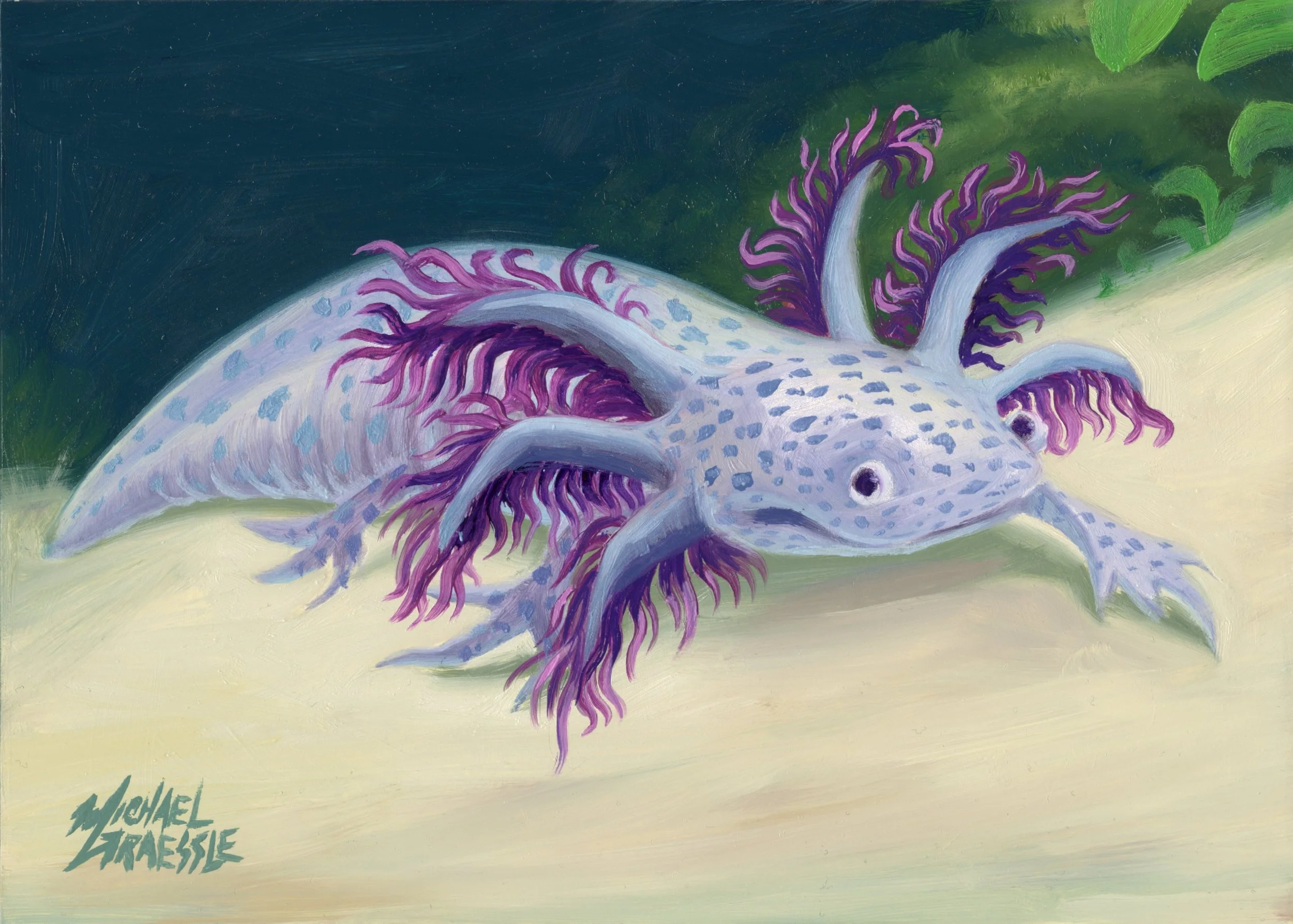 Pink Axolotl