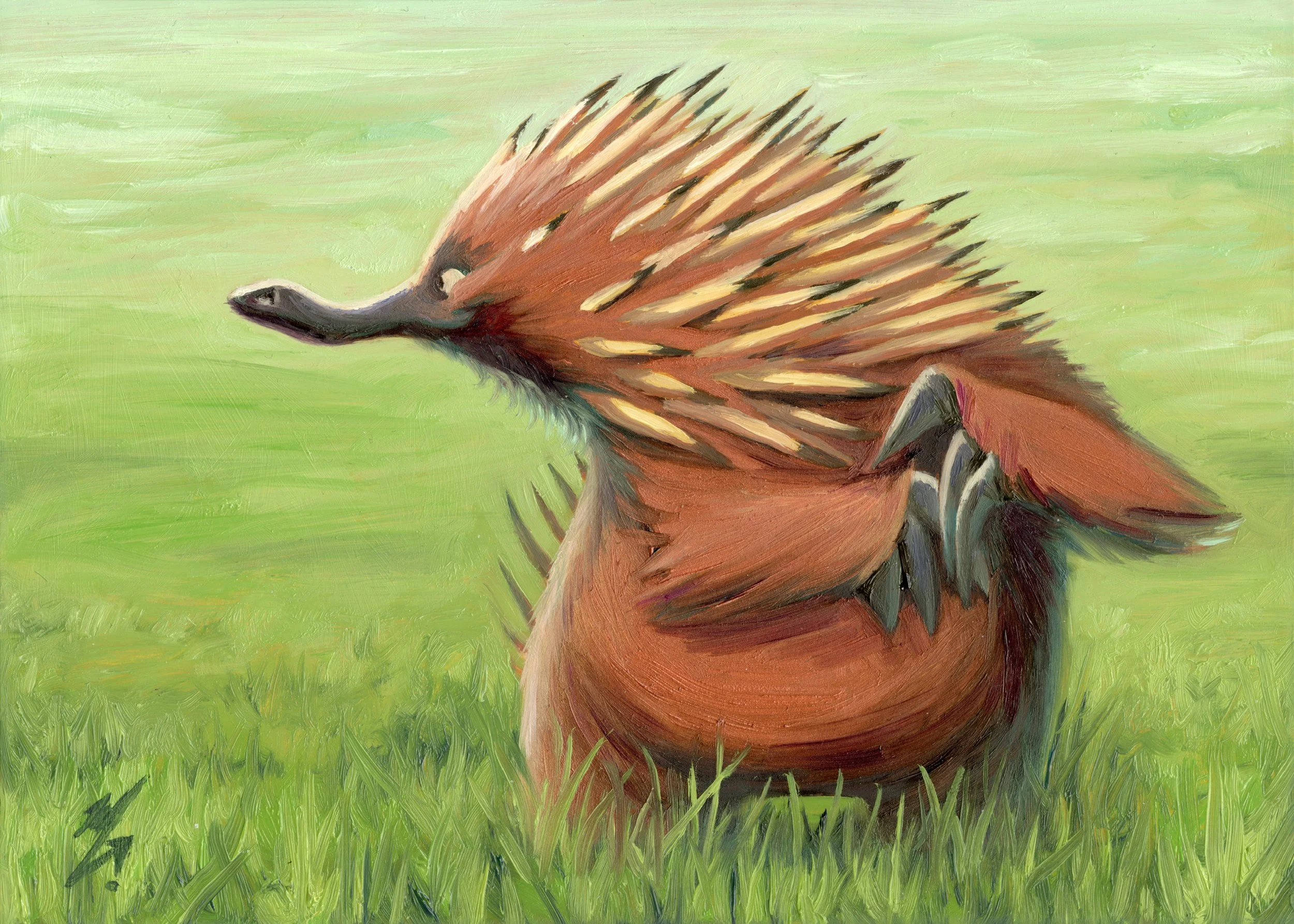 Echidna Grass