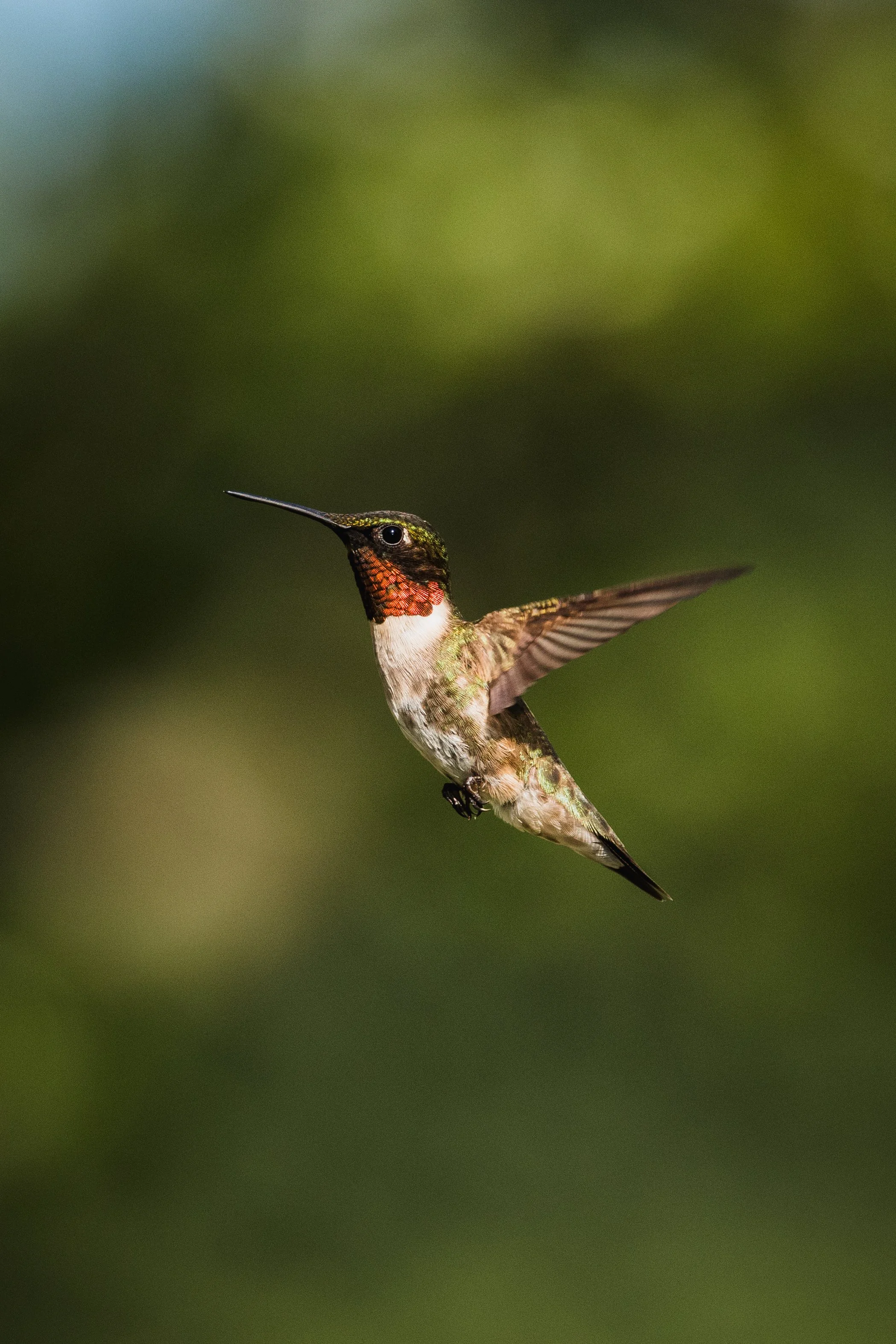 ruby throated humming birds..jpg