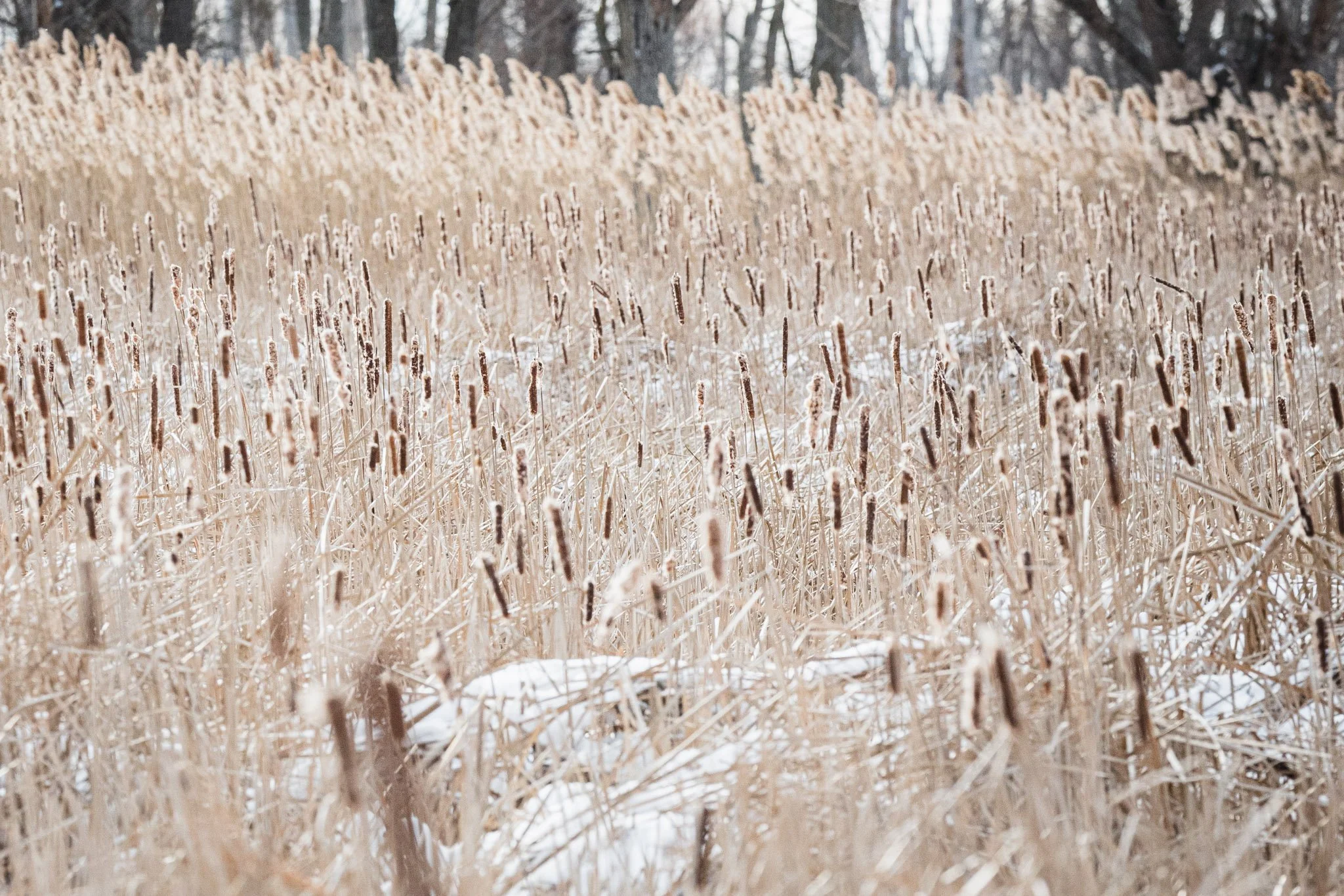 canada-resized (1 of 67).jpg