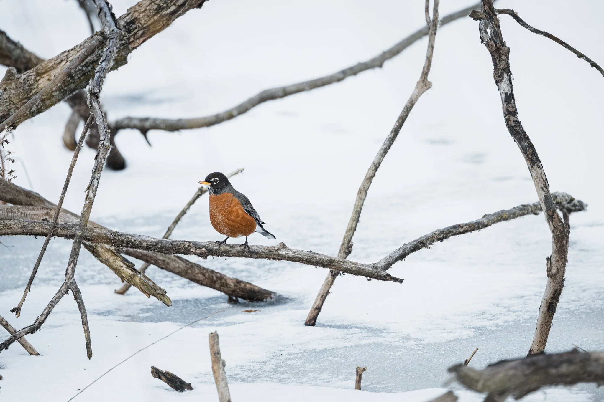 canada-resized (5 of 67).jpg