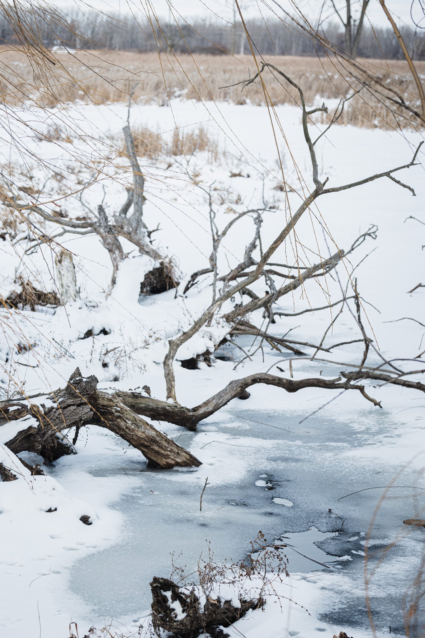 canada-resized (7 of 67).jpg