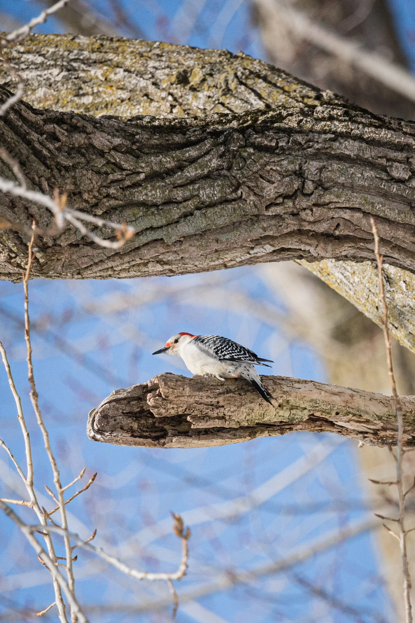 canada-resized (16 of 67).jpg