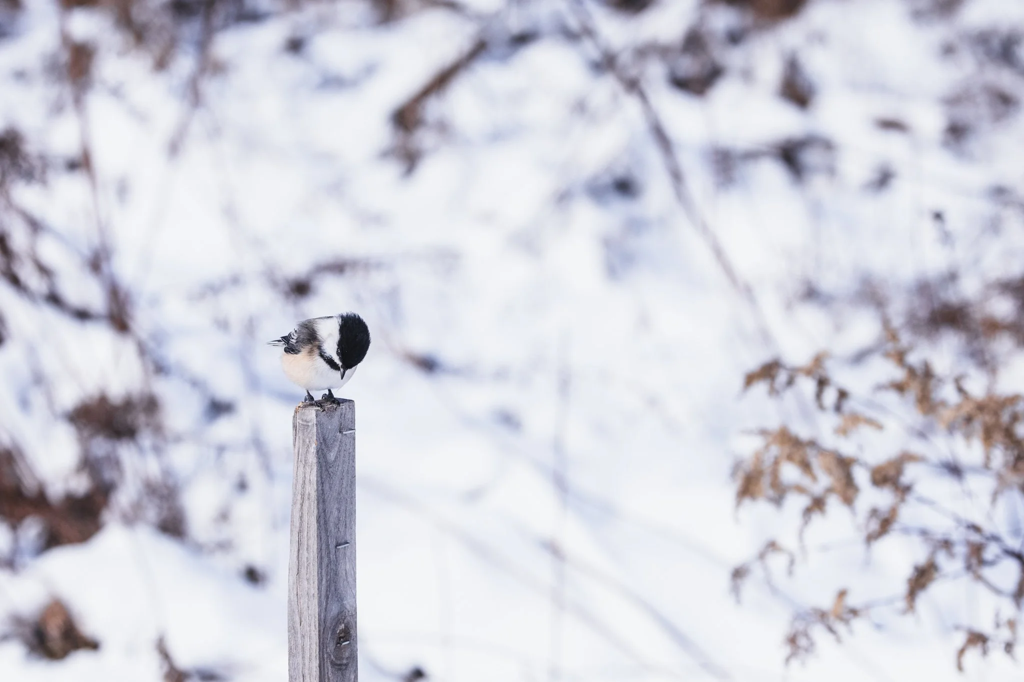 canada-resized (18 of 67).jpg