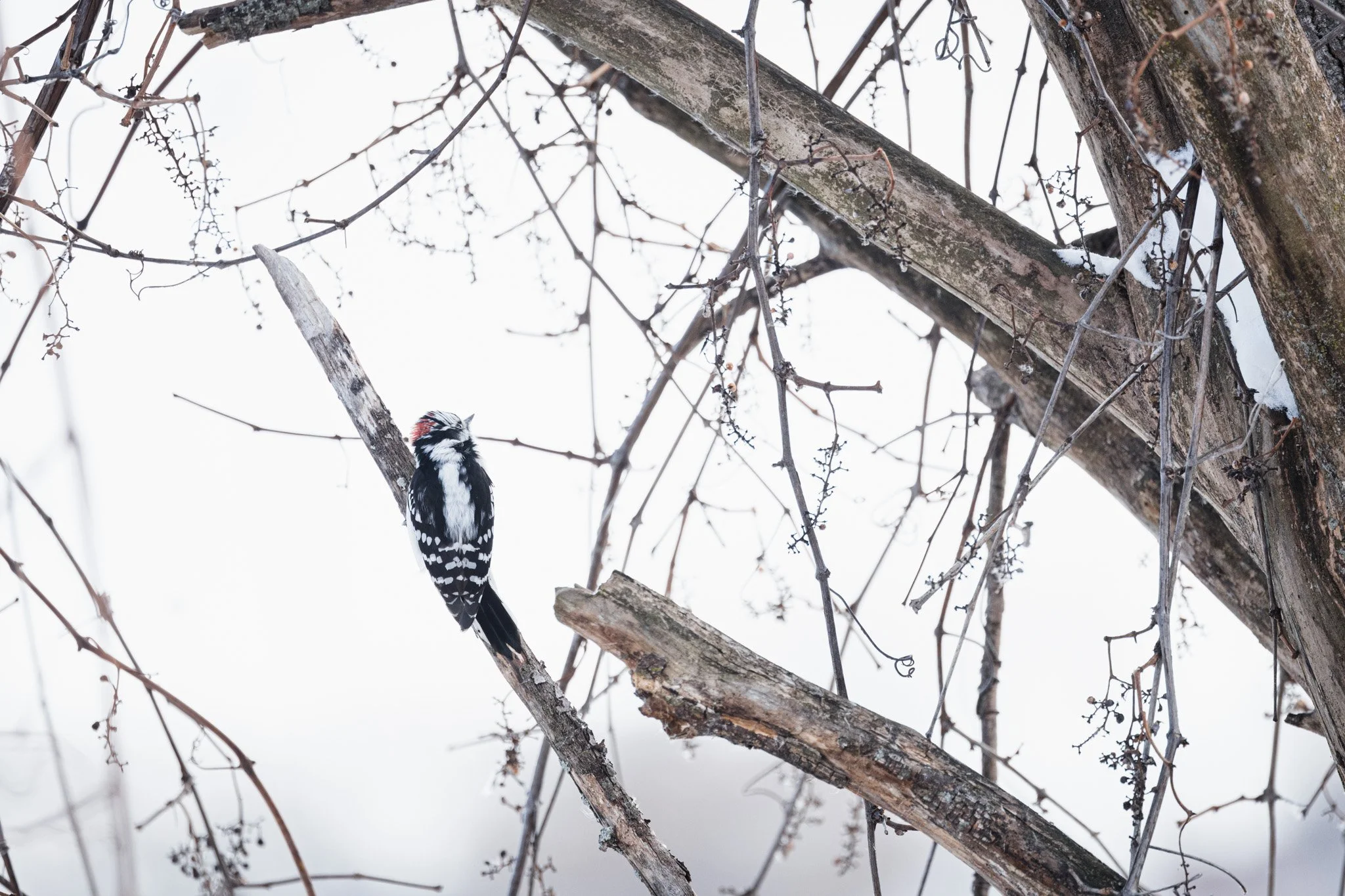 canada-resized (19 of 67).jpg