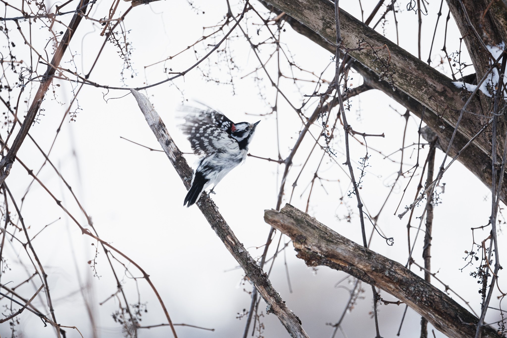 canada-resized (20 of 67).jpg