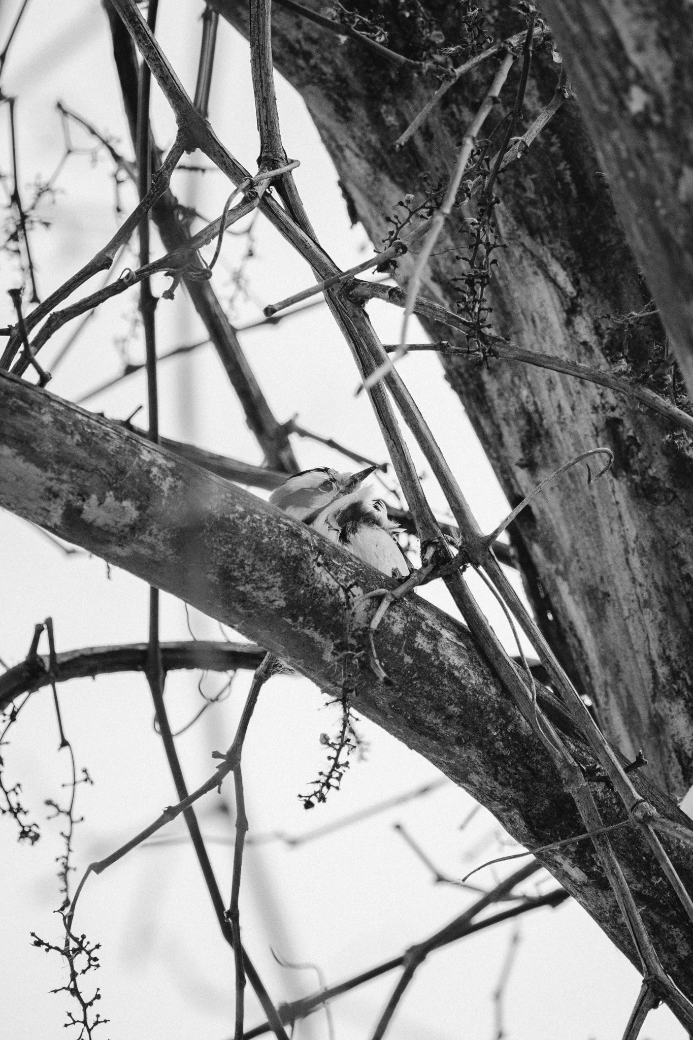 canada-resized (22 of 67).jpg