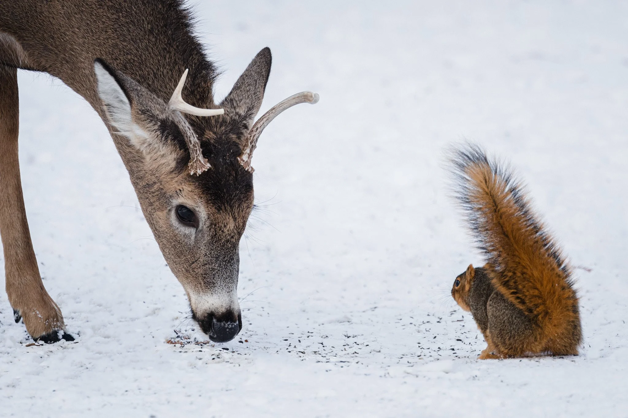 canada-resized (25 of 67).jpg