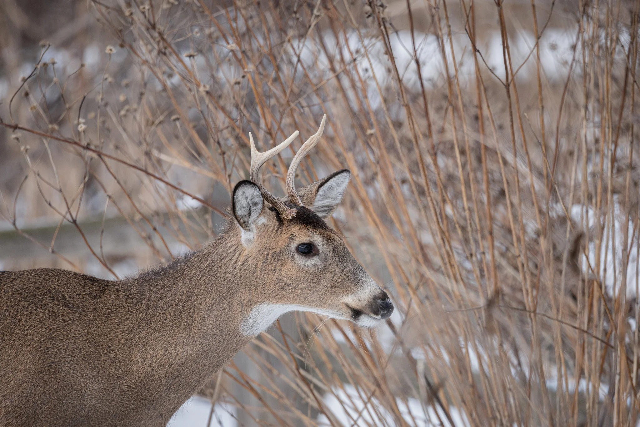 canada-resized (29 of 67).jpg