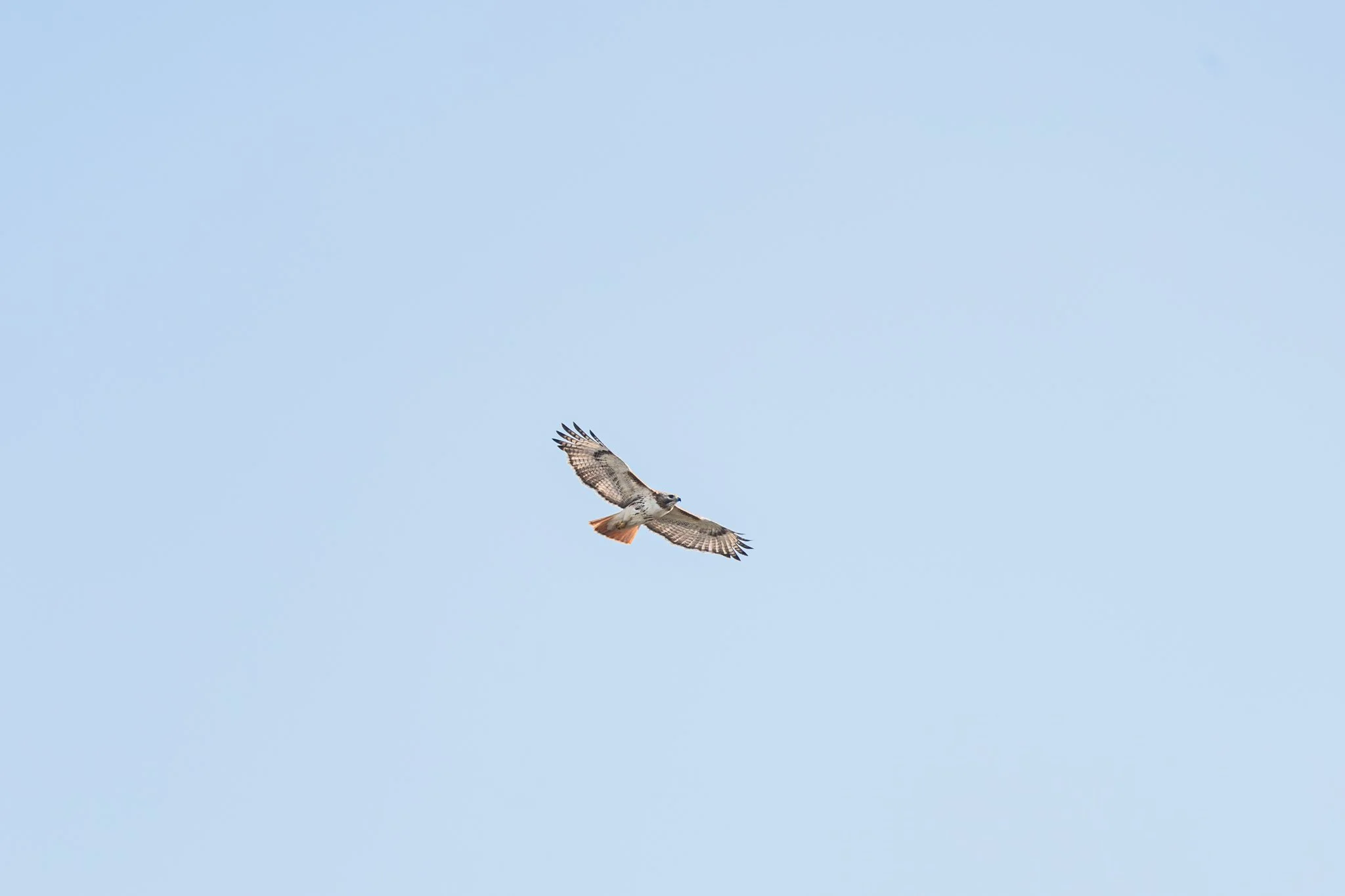 forsythe-winter-resized (55 of 77).jpg