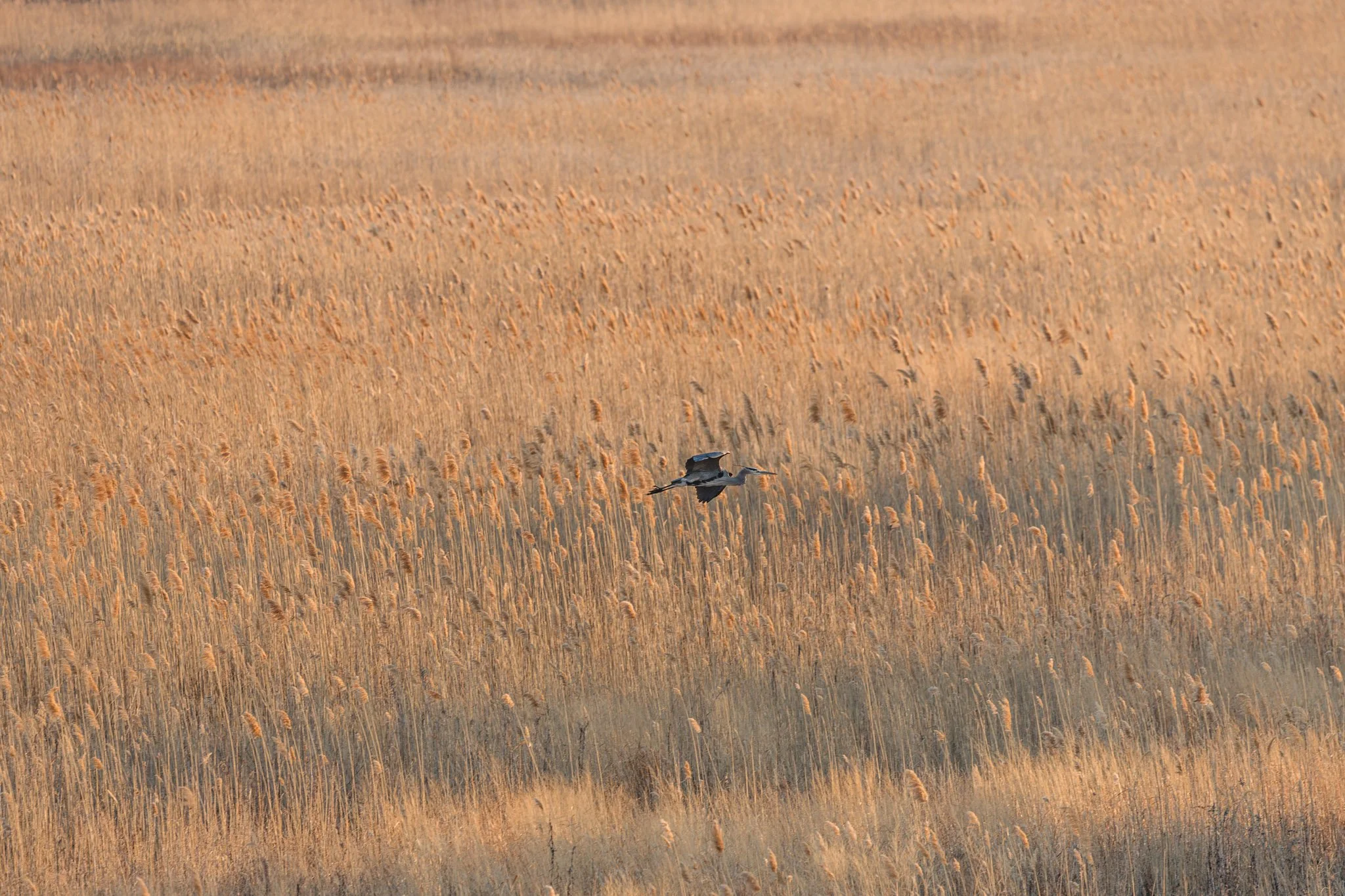 forsythe-winter-resized (70 of 77).jpg