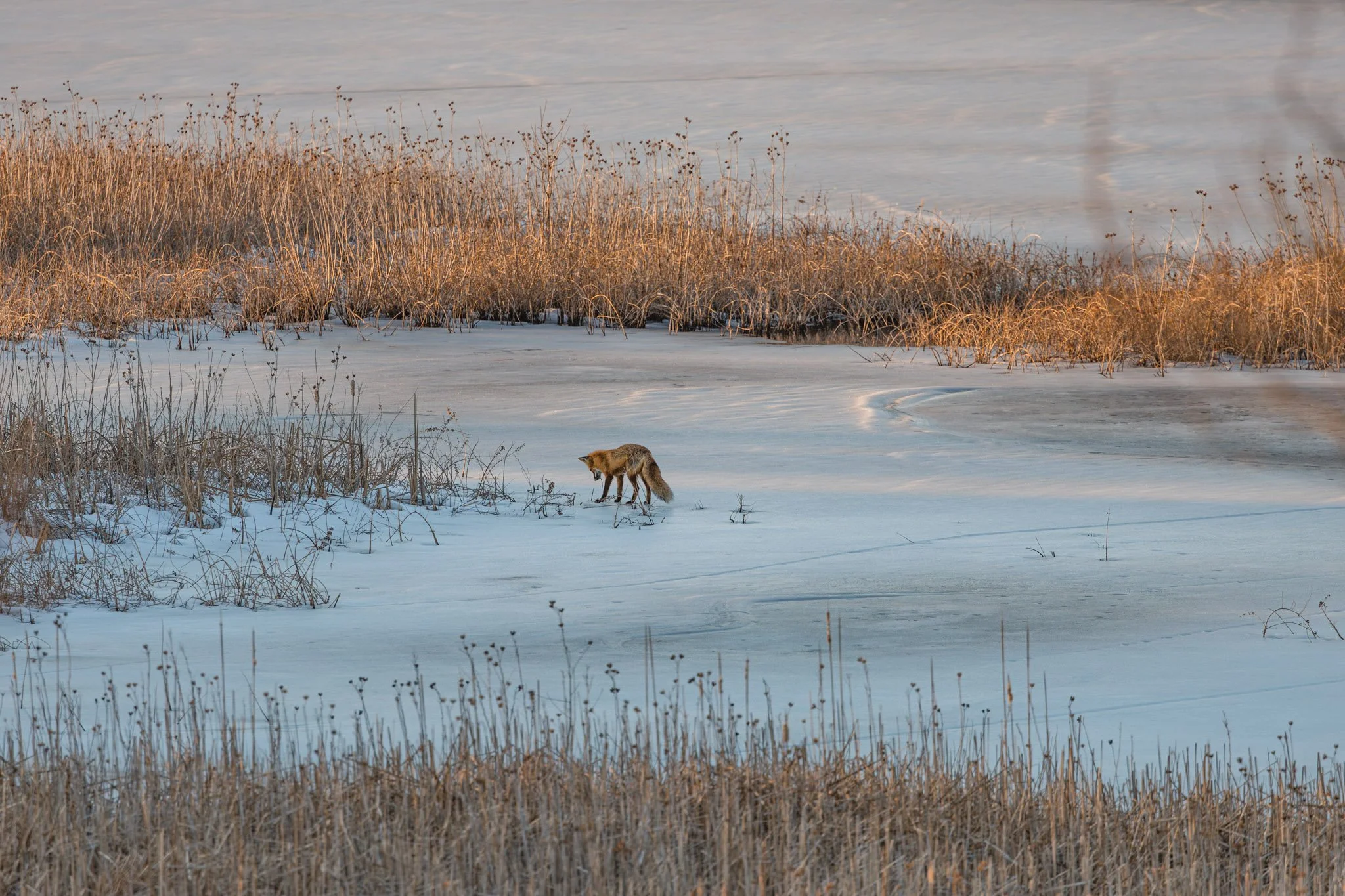 forsythe-winter-resized (71 of 77).jpg