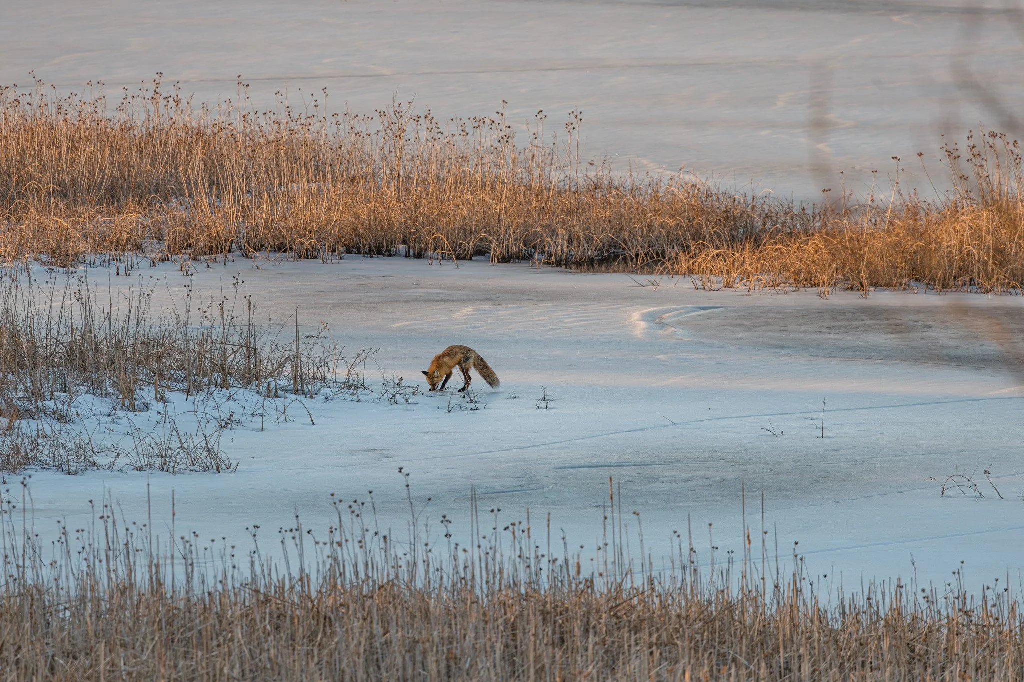 forsythe-winter-resized (72 of 77).jpg