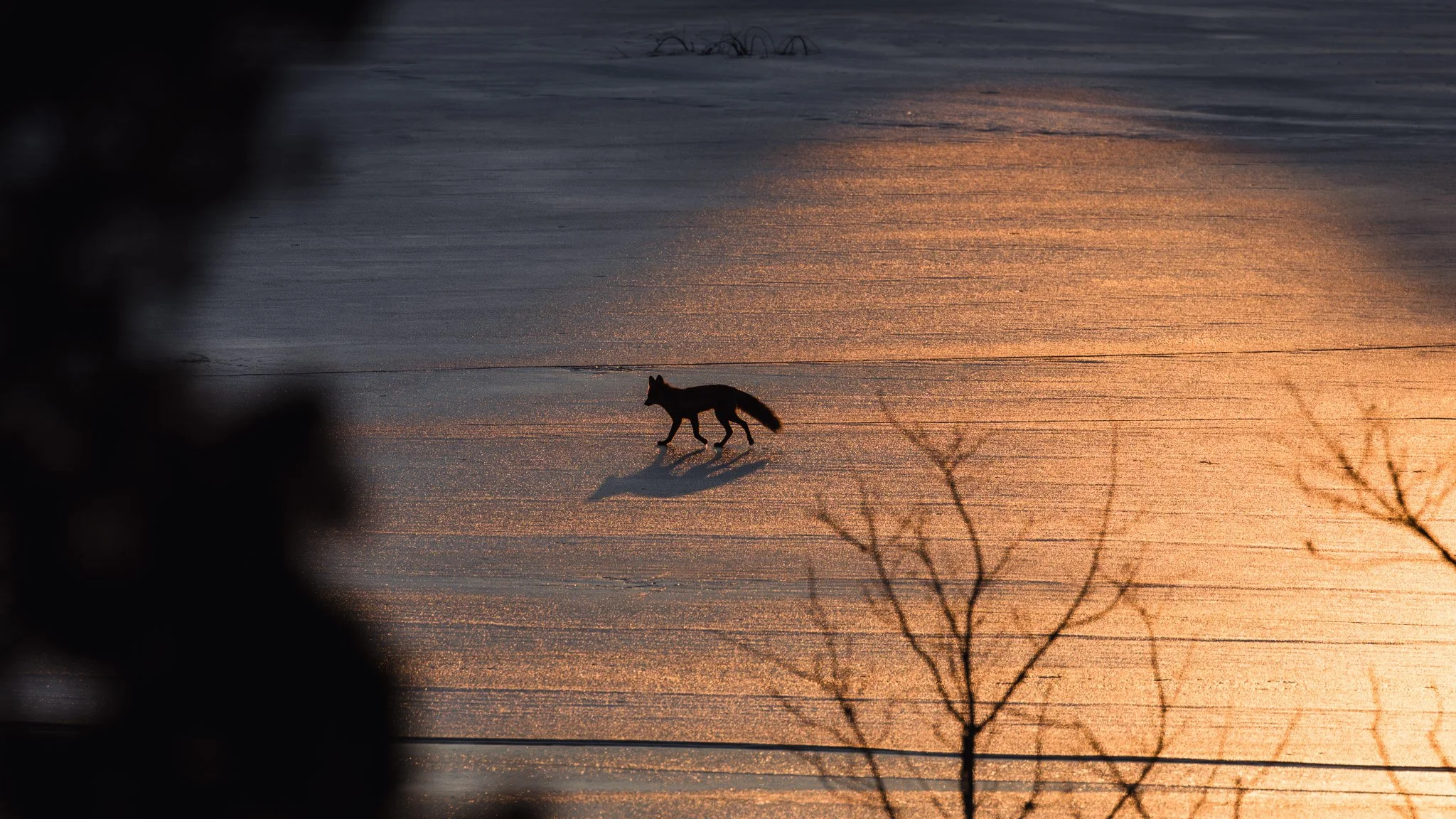 forsythe-winter-resized (76 of 77).jpg