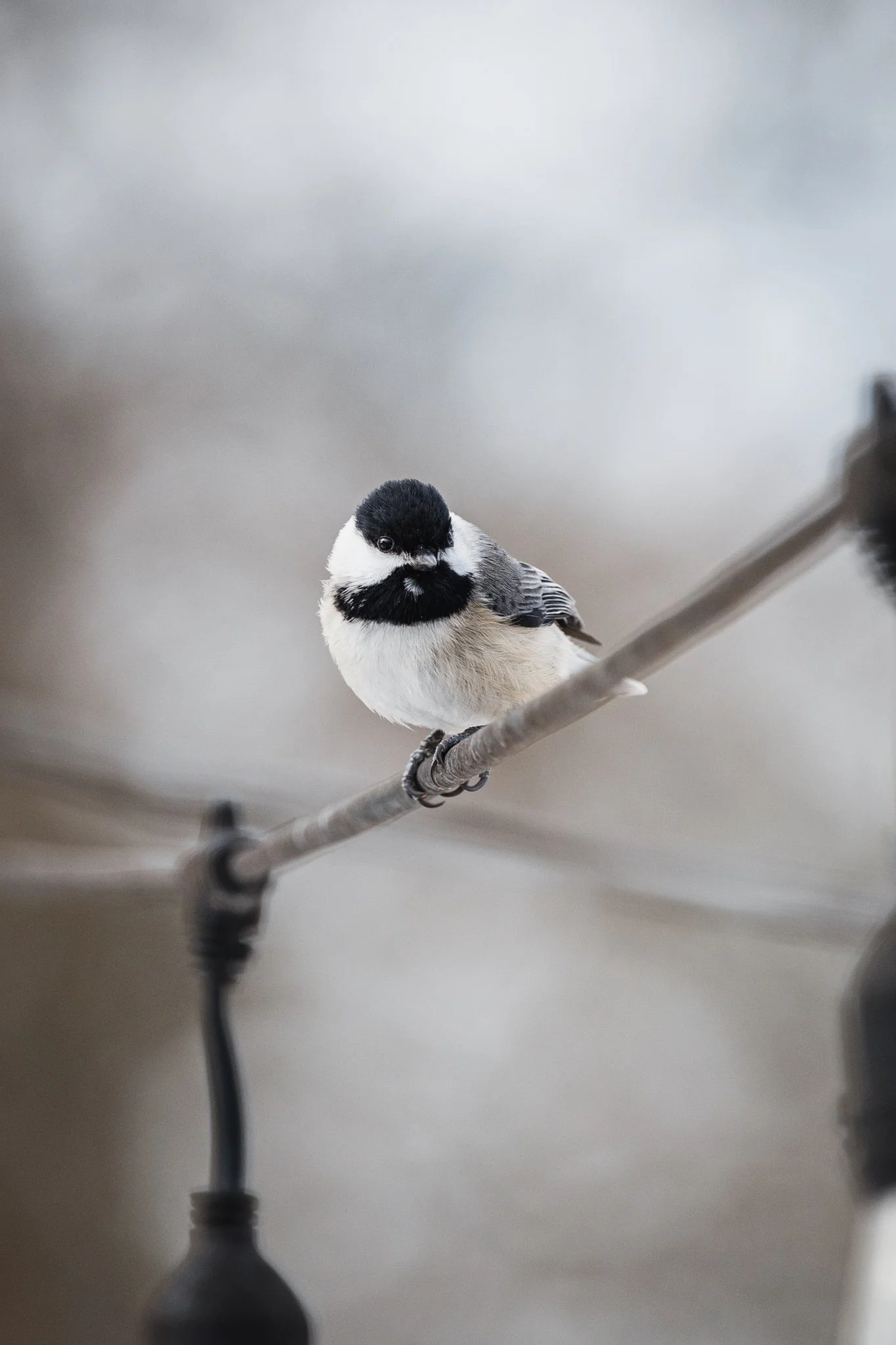 forsythe-winter-resized (23 of 77).jpg