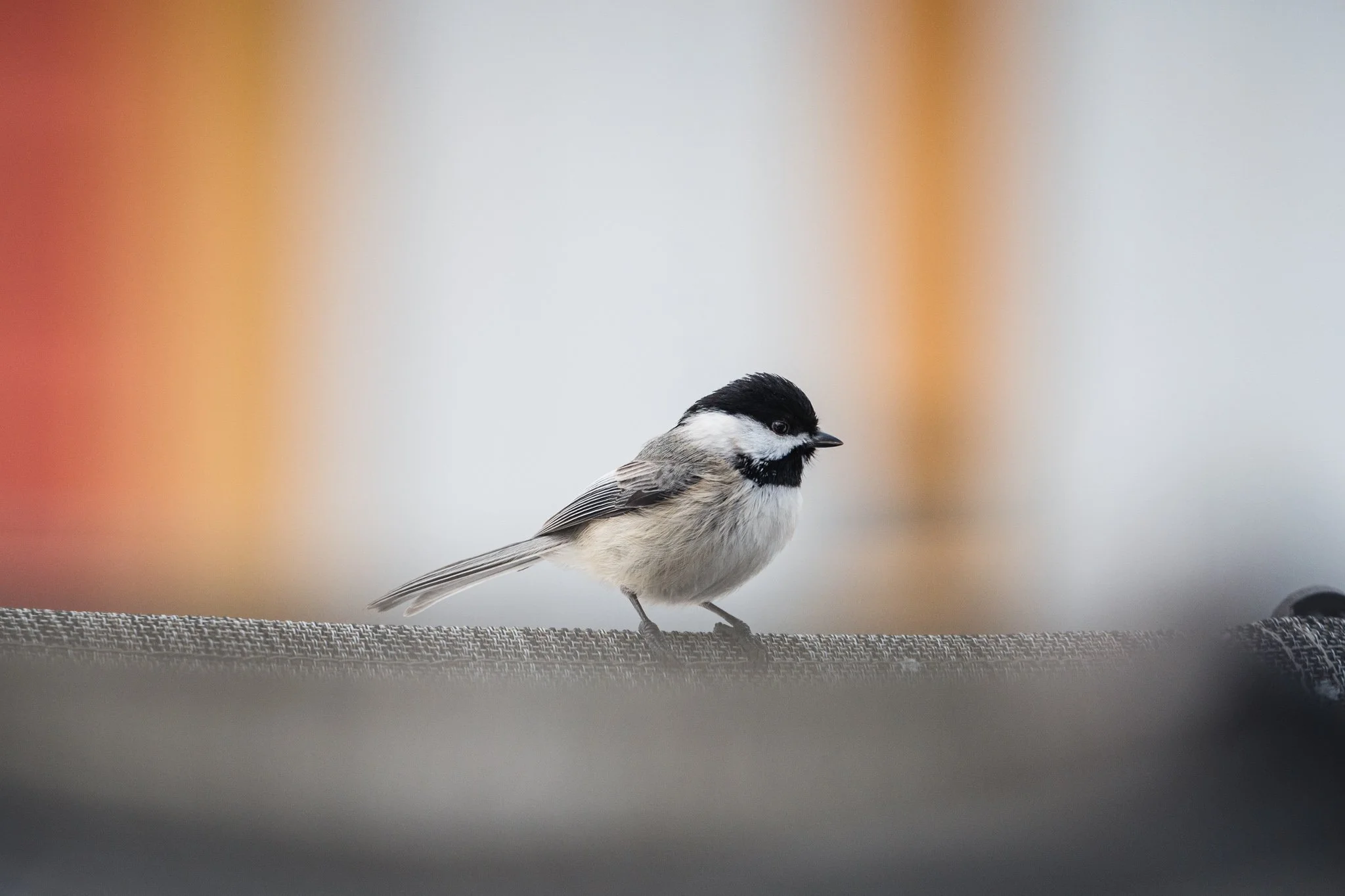 forsythe-winter-resized (24 of 77).jpg