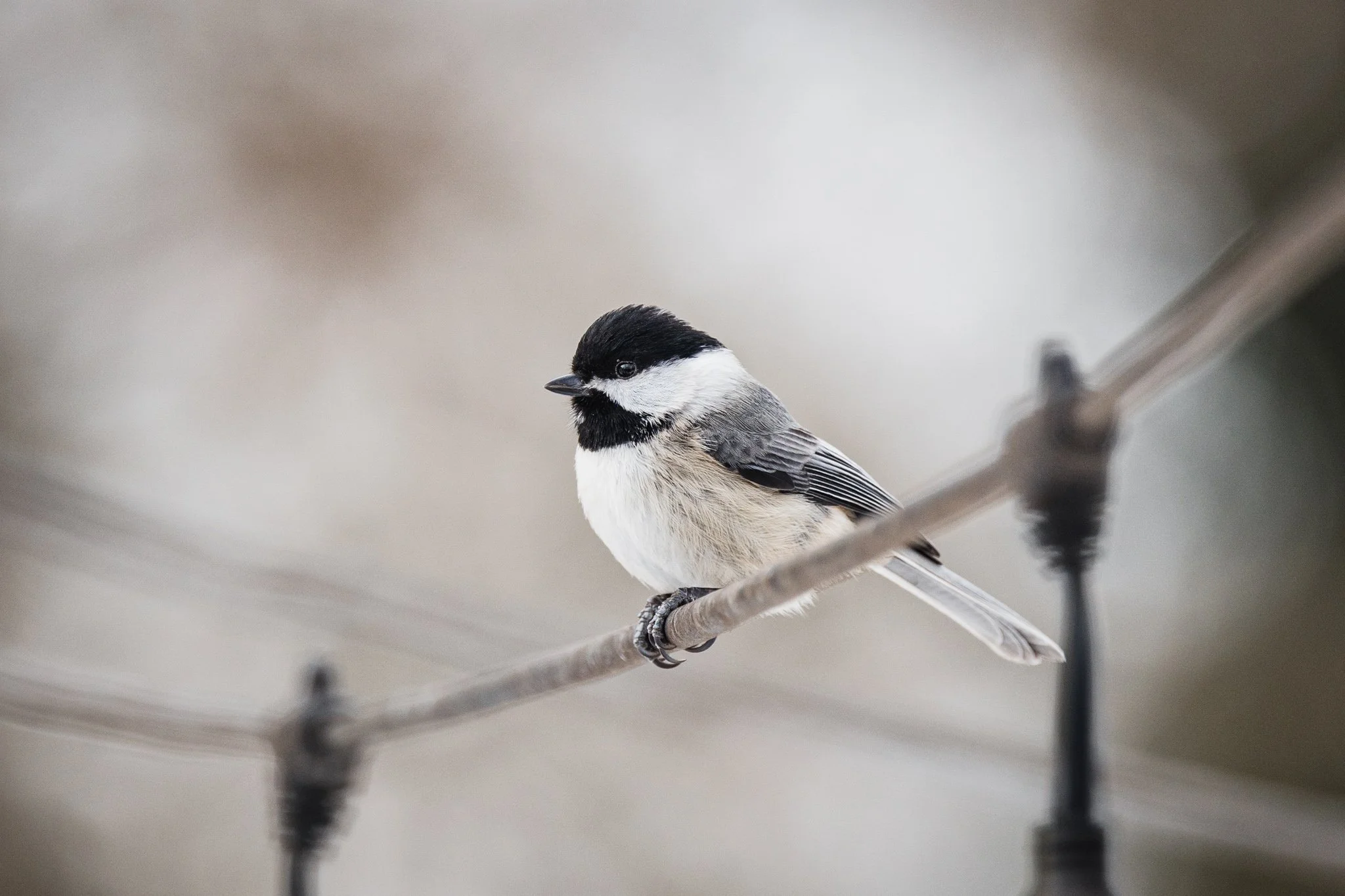 forsythe-winter-resized (27 of 77).jpg