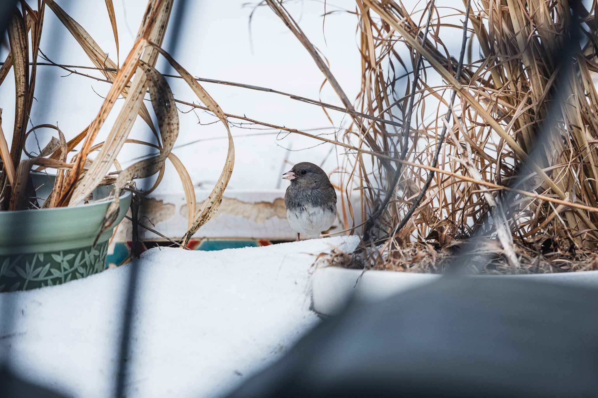 forsythe-winter-resized (29 of 77).jpg