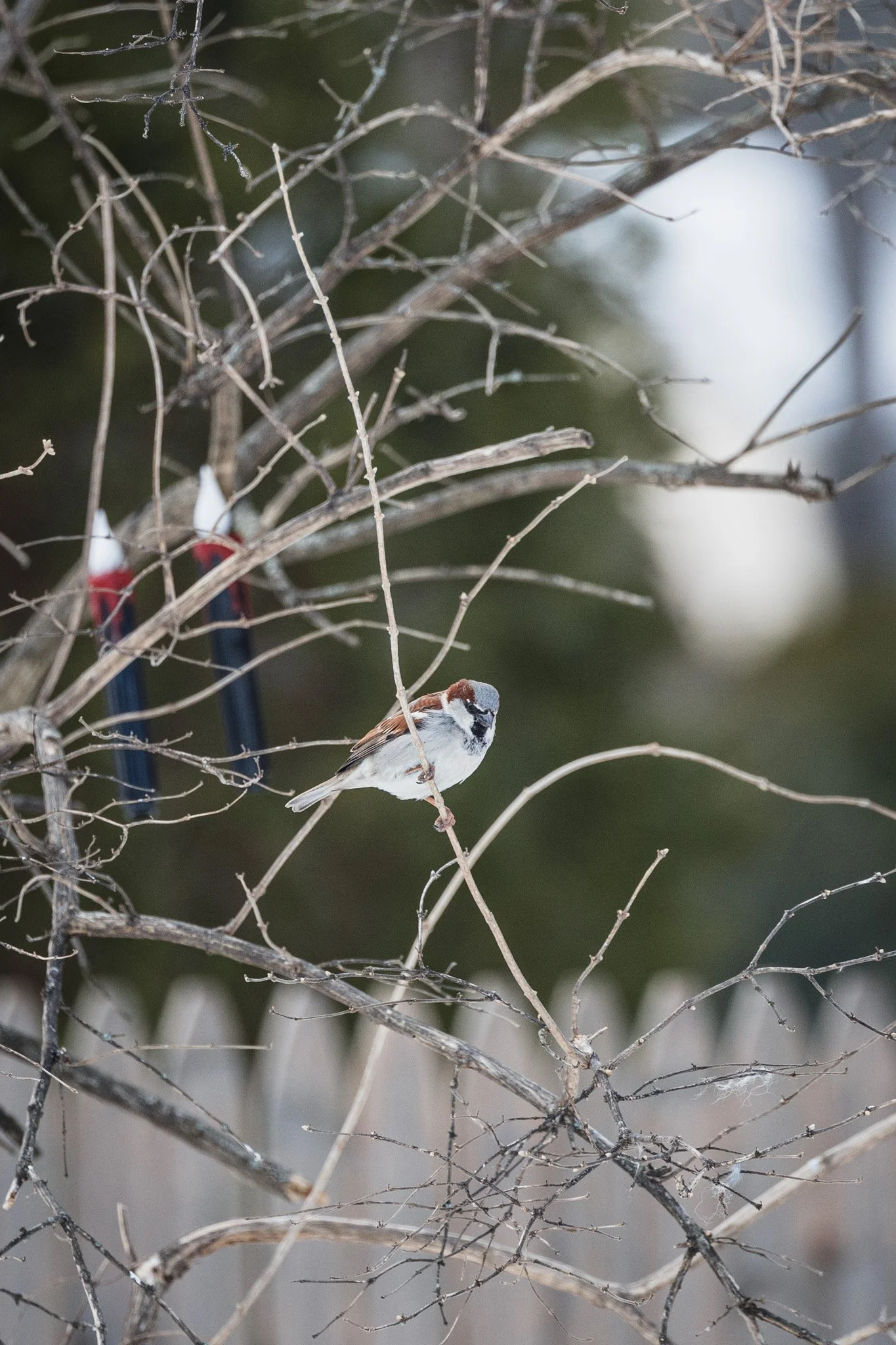 forsythe-winter-resized (31 of 77).jpg