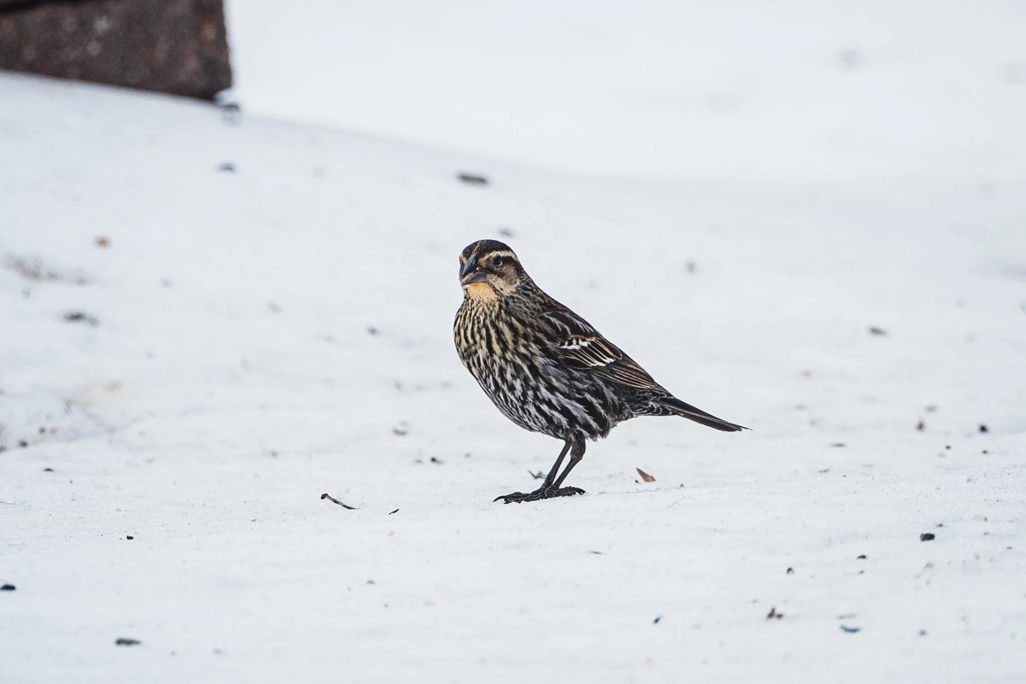 forsythe-winter-resized (32 of 77).jpg