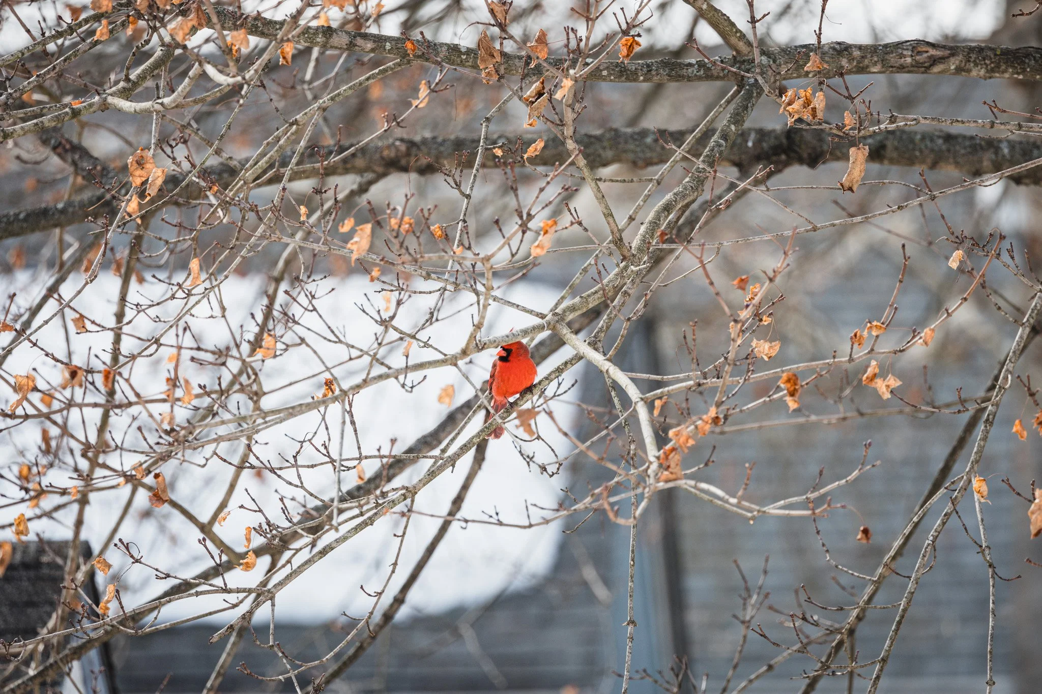 forsythe-winter-resized (34 of 77).jpg